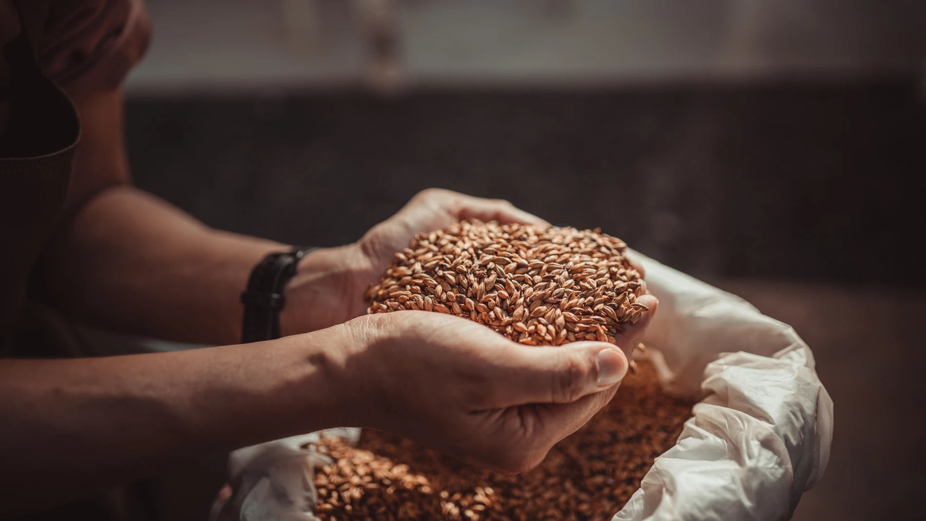 Hands holding barley
