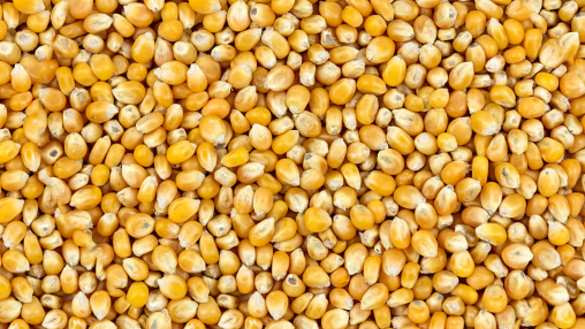 Above view of corn kernels