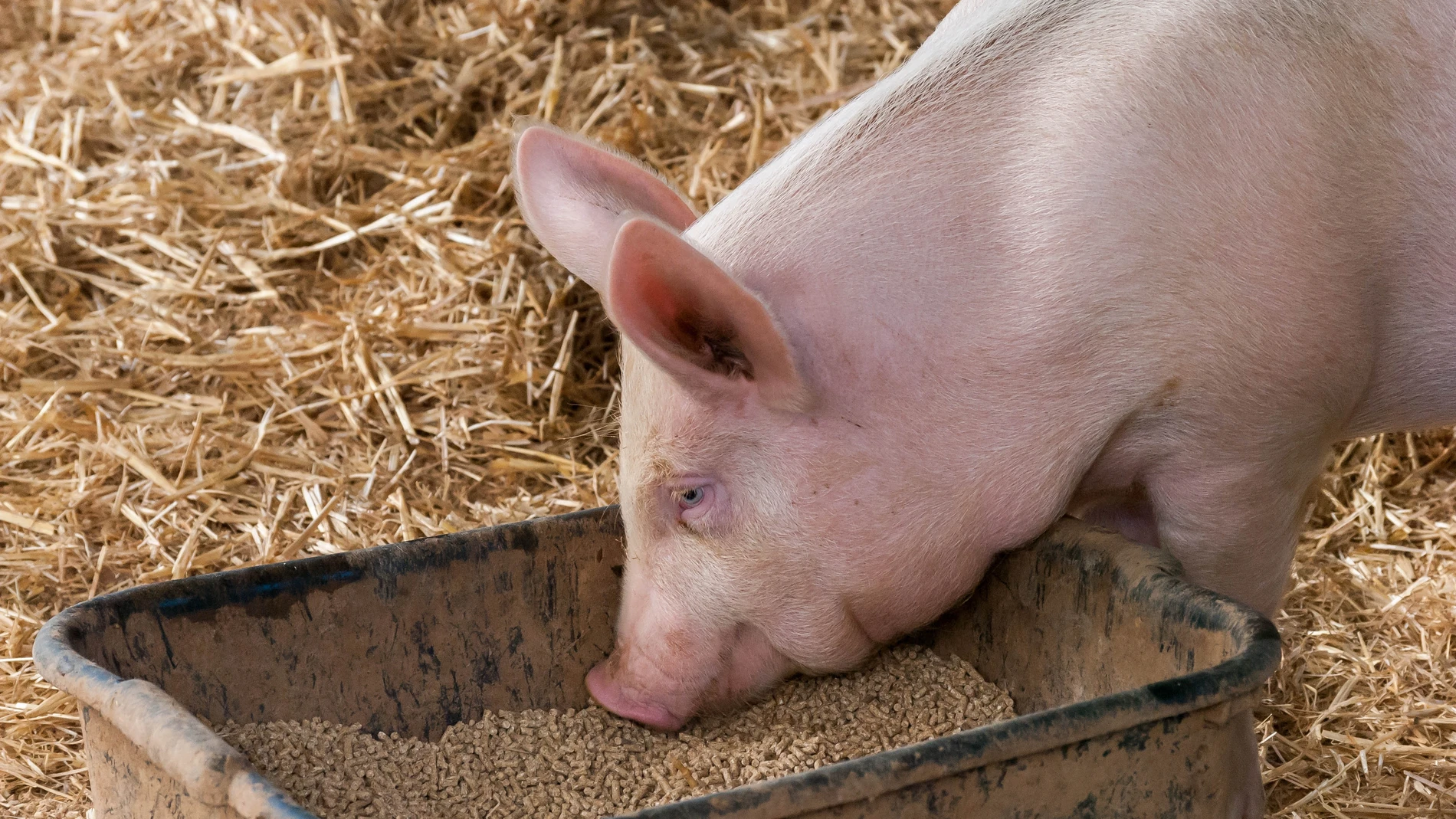 Sow eating animal feed