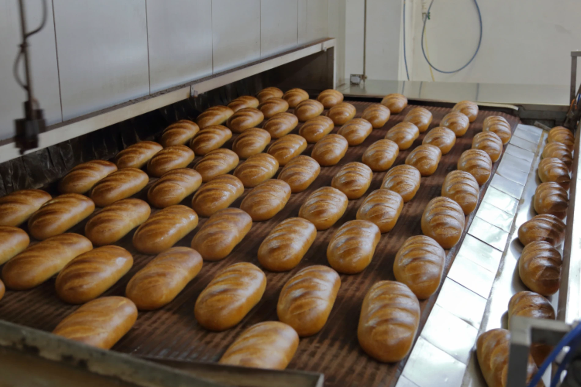 Fresh baked loaves in industrial baking