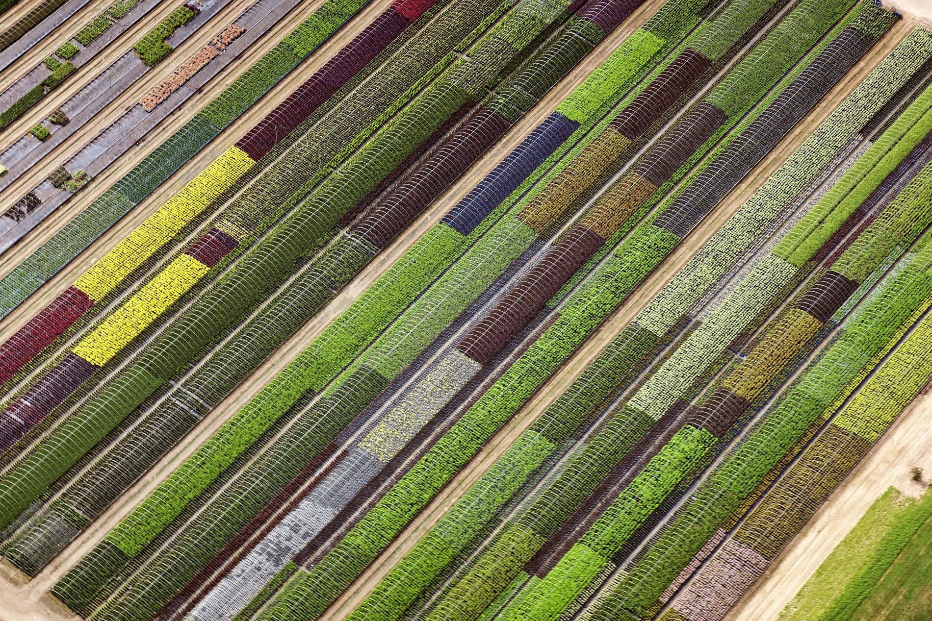 Aerial view of colourful rows of plants on farm