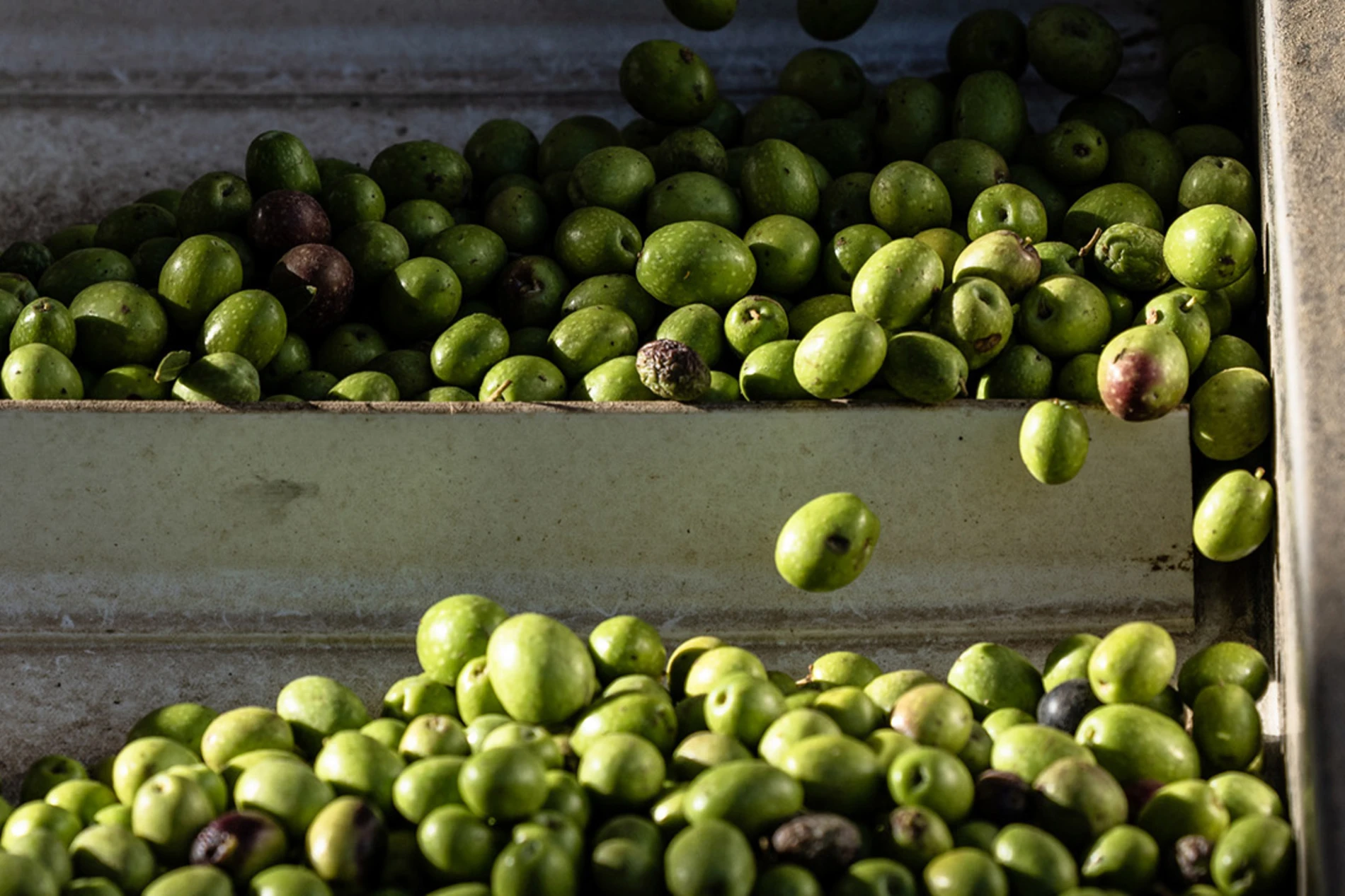 OliveOil_harvested_and_sorted
