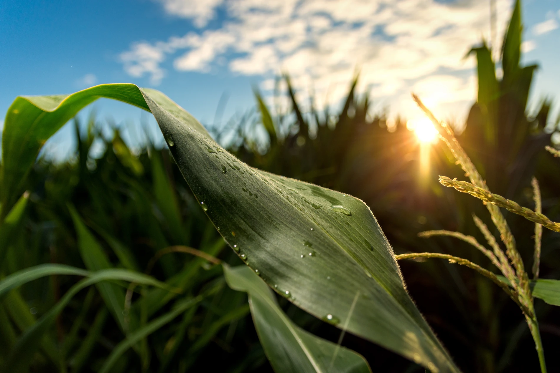 Close-up of wet plant against sky