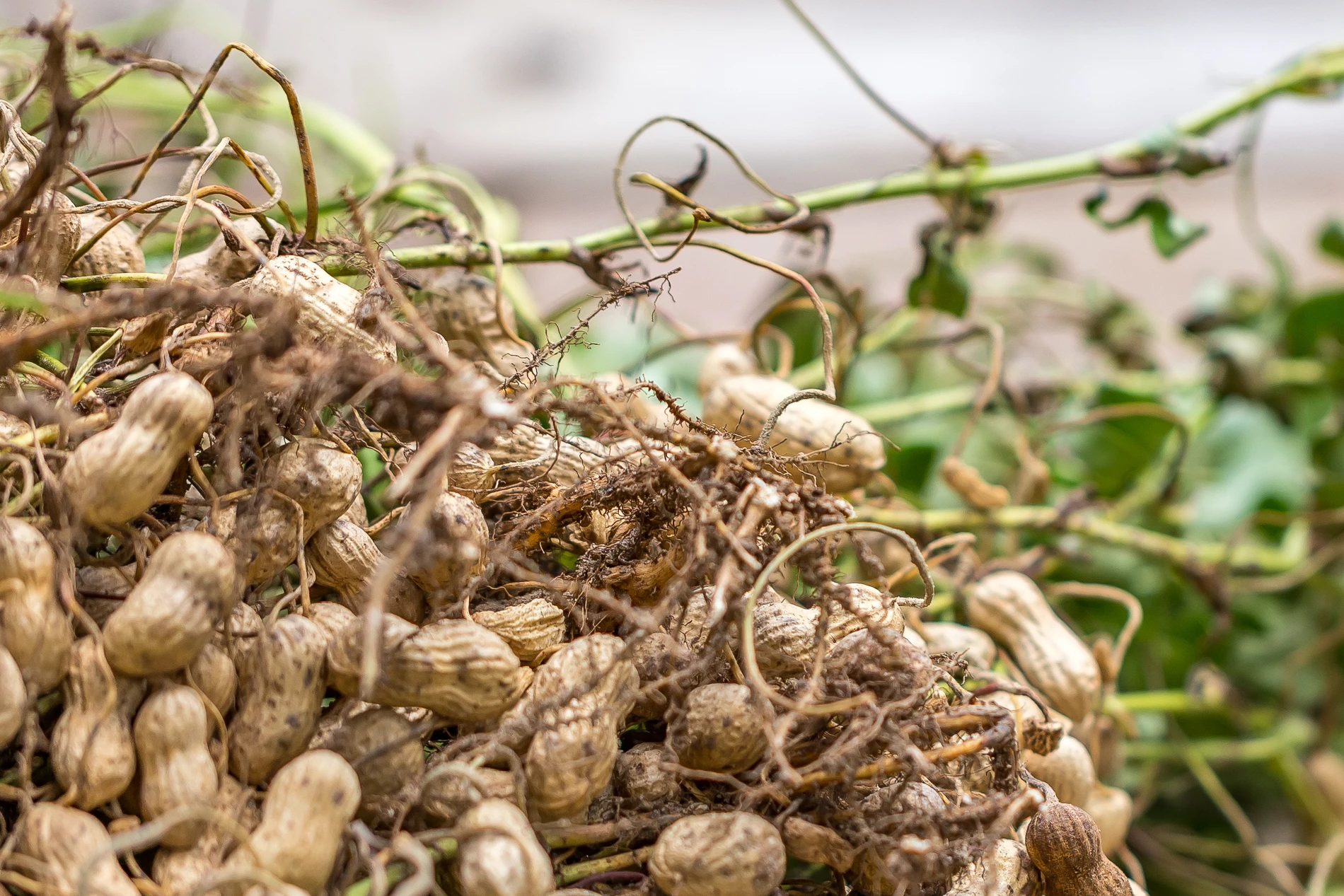  Brooklet Peanut Festival