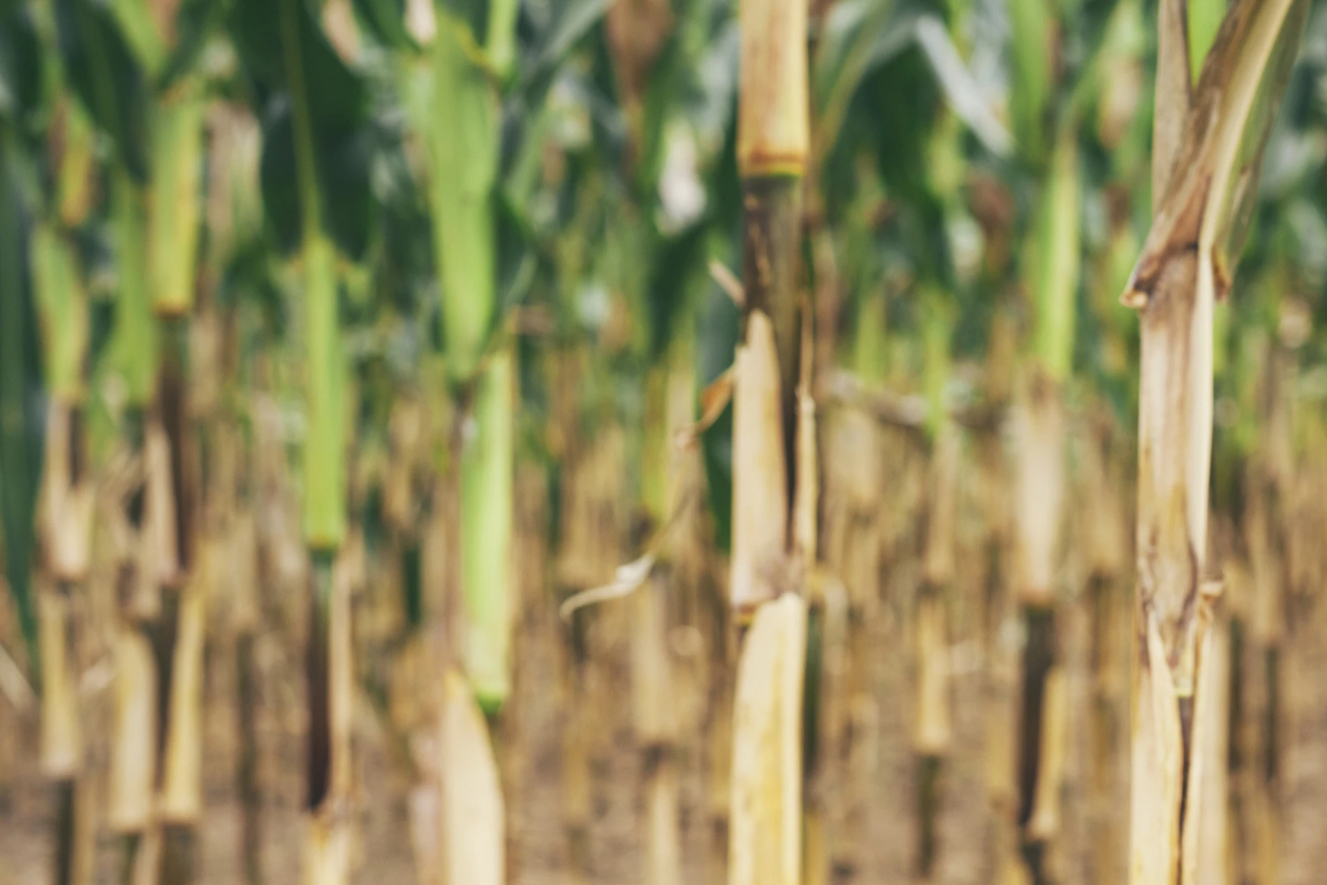 Bulgaria, Razgrad, row of maize plants in drought condition