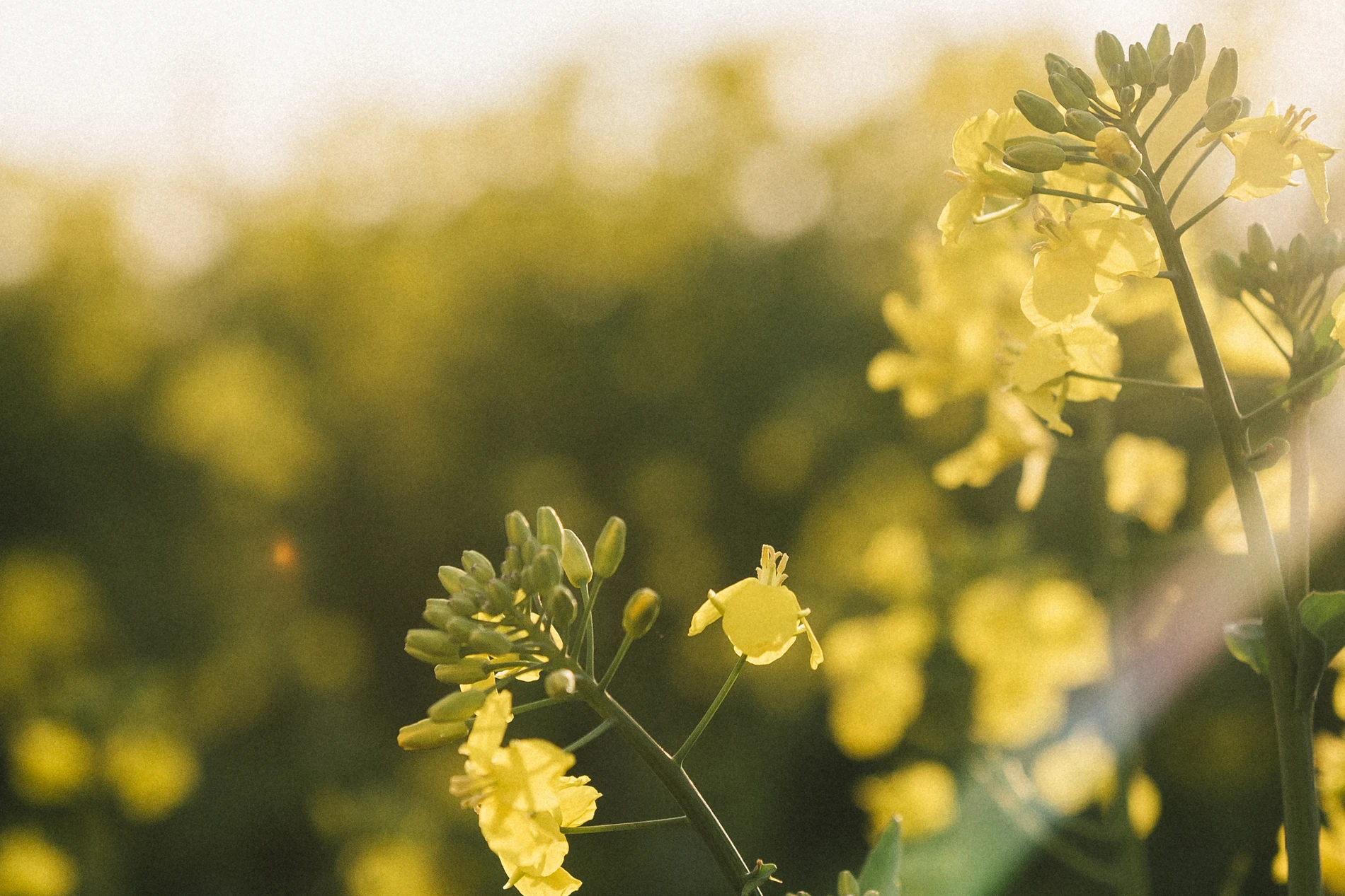 Close up of canola plant flowering in sunlight