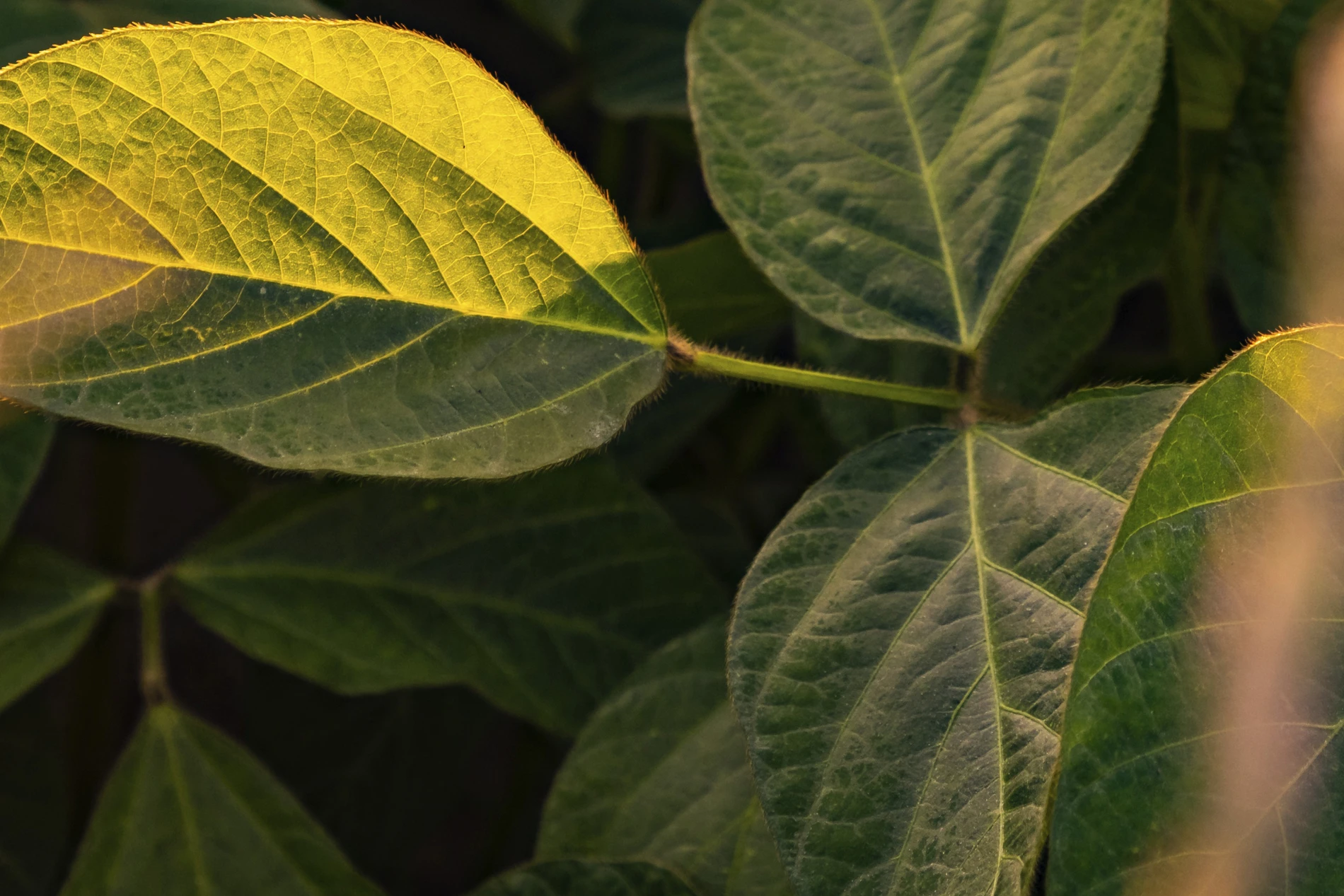 Closeup field of soybeans