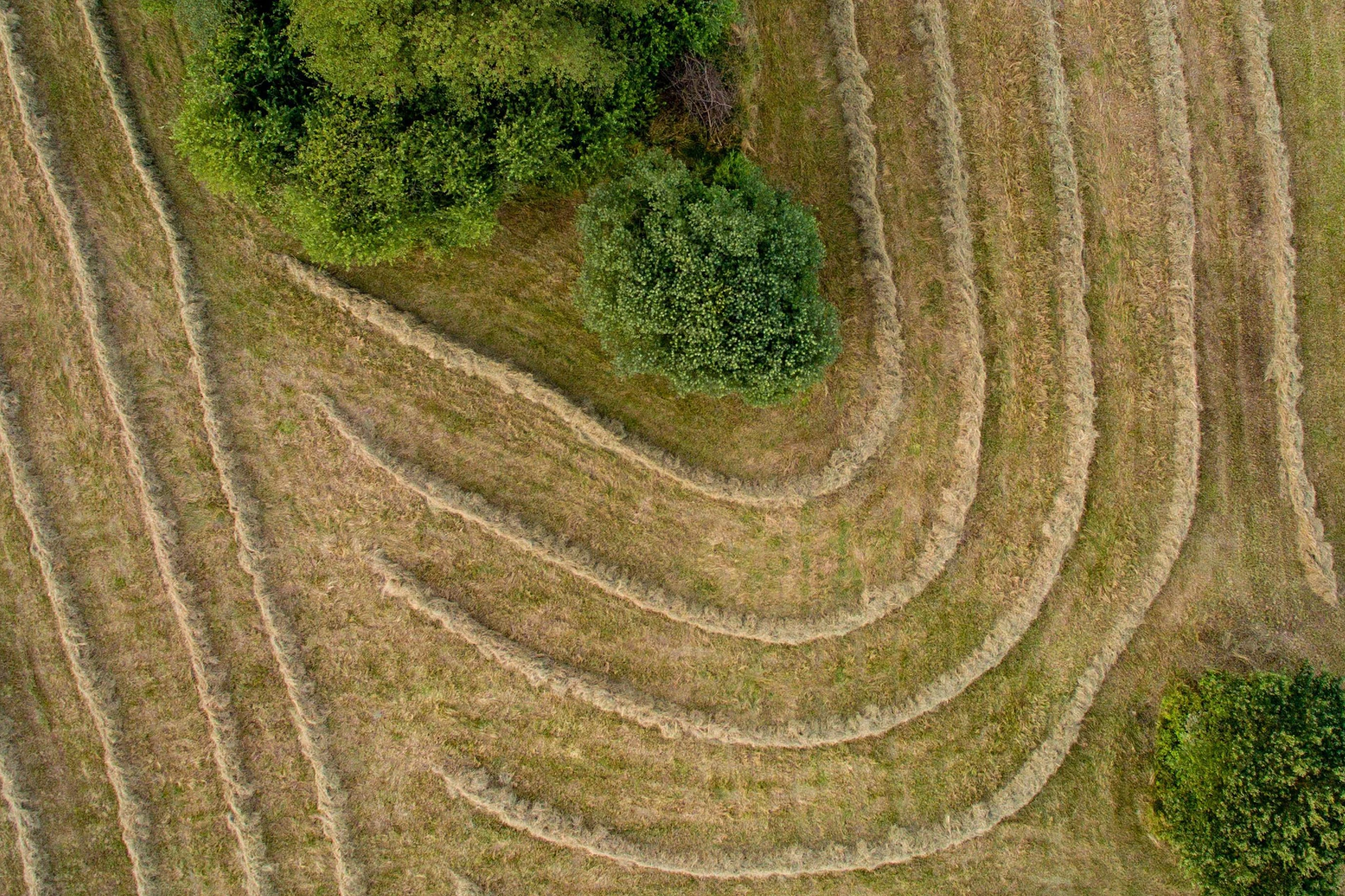 Hay harvest