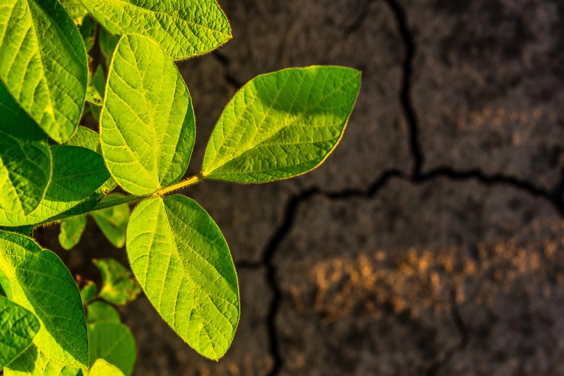 High angle view of plant growing on field