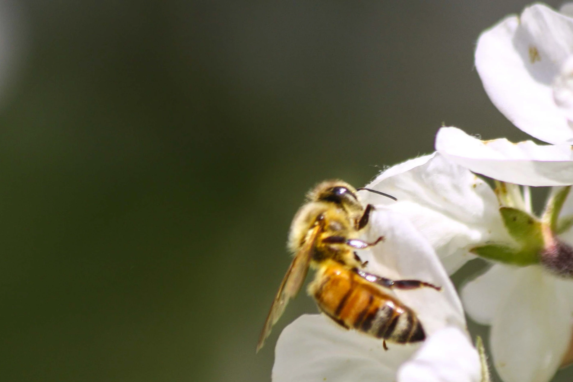 Honey Bee Pollinating Apple Blossoms