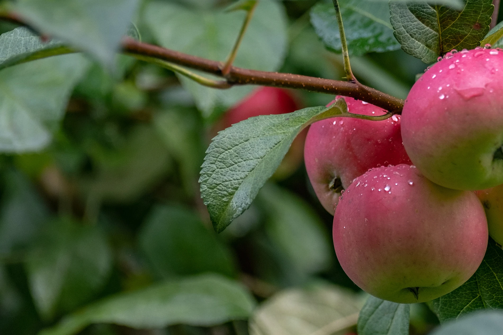 Wet apples on a branch after the rain