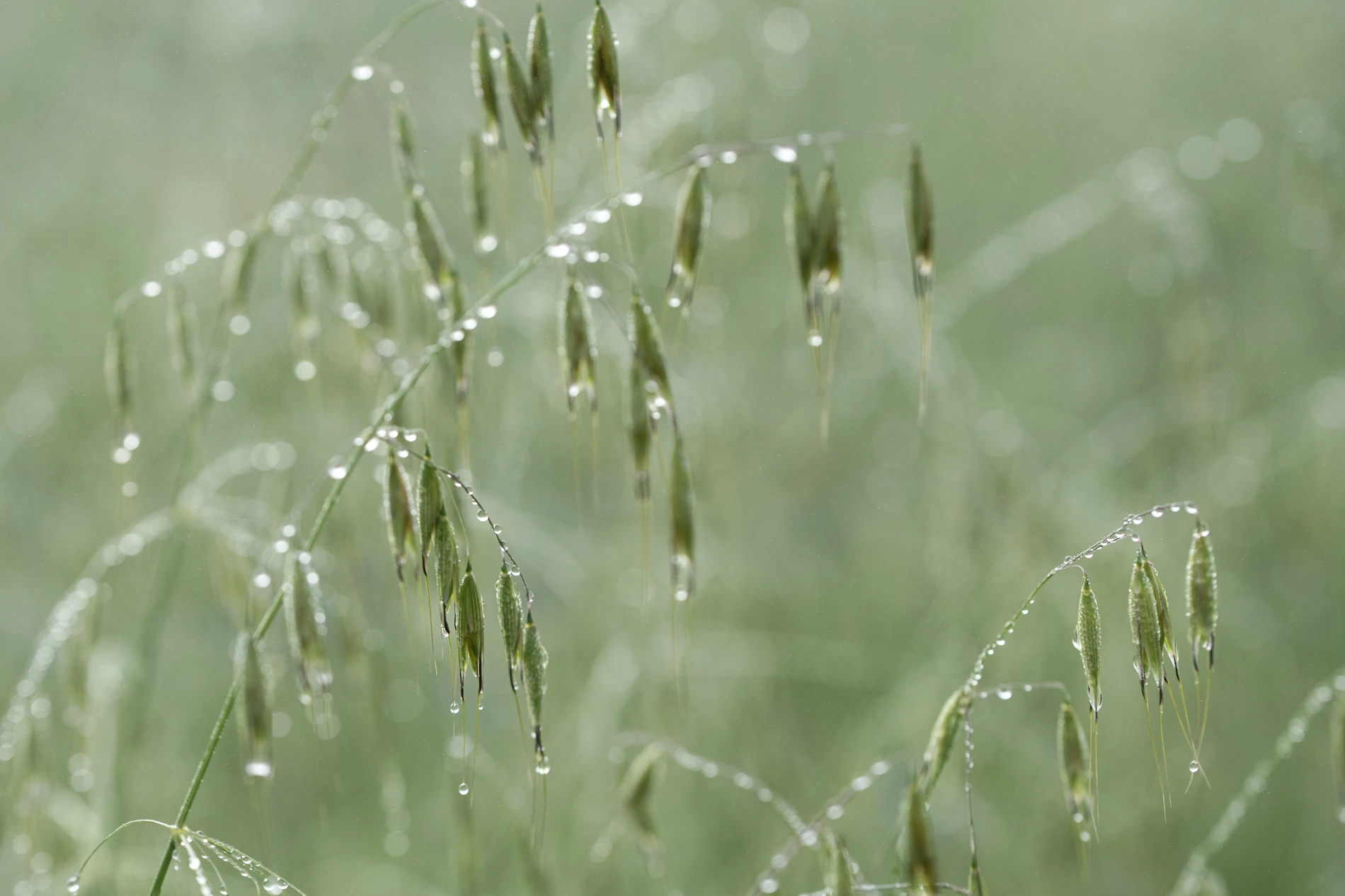 wheat plant after rain