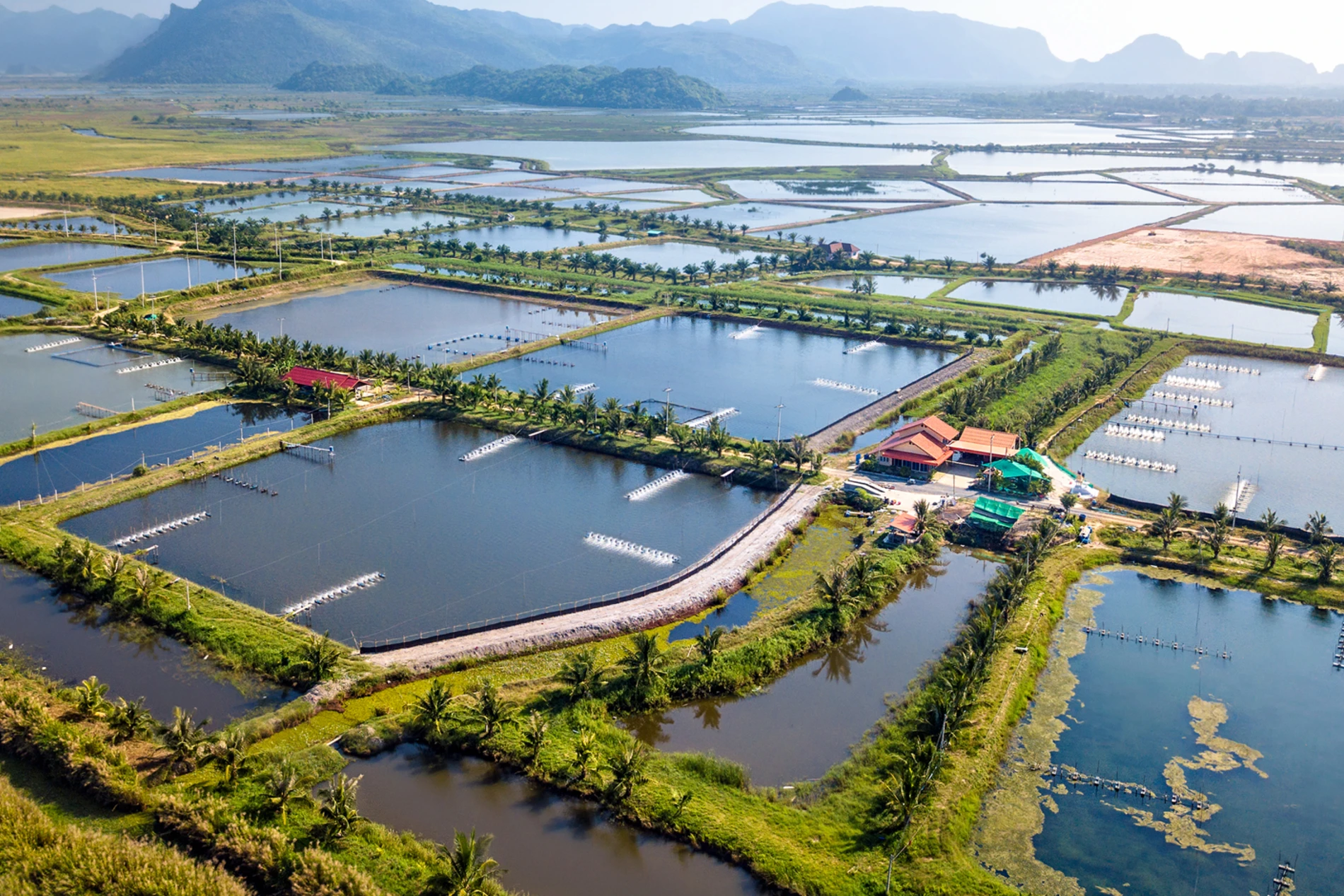 shrimp farm