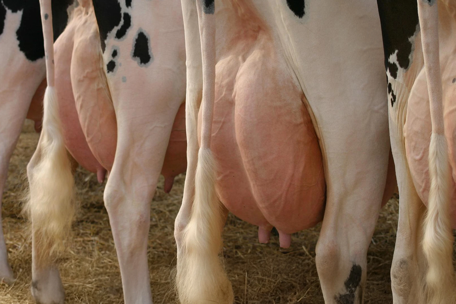 dairy cows