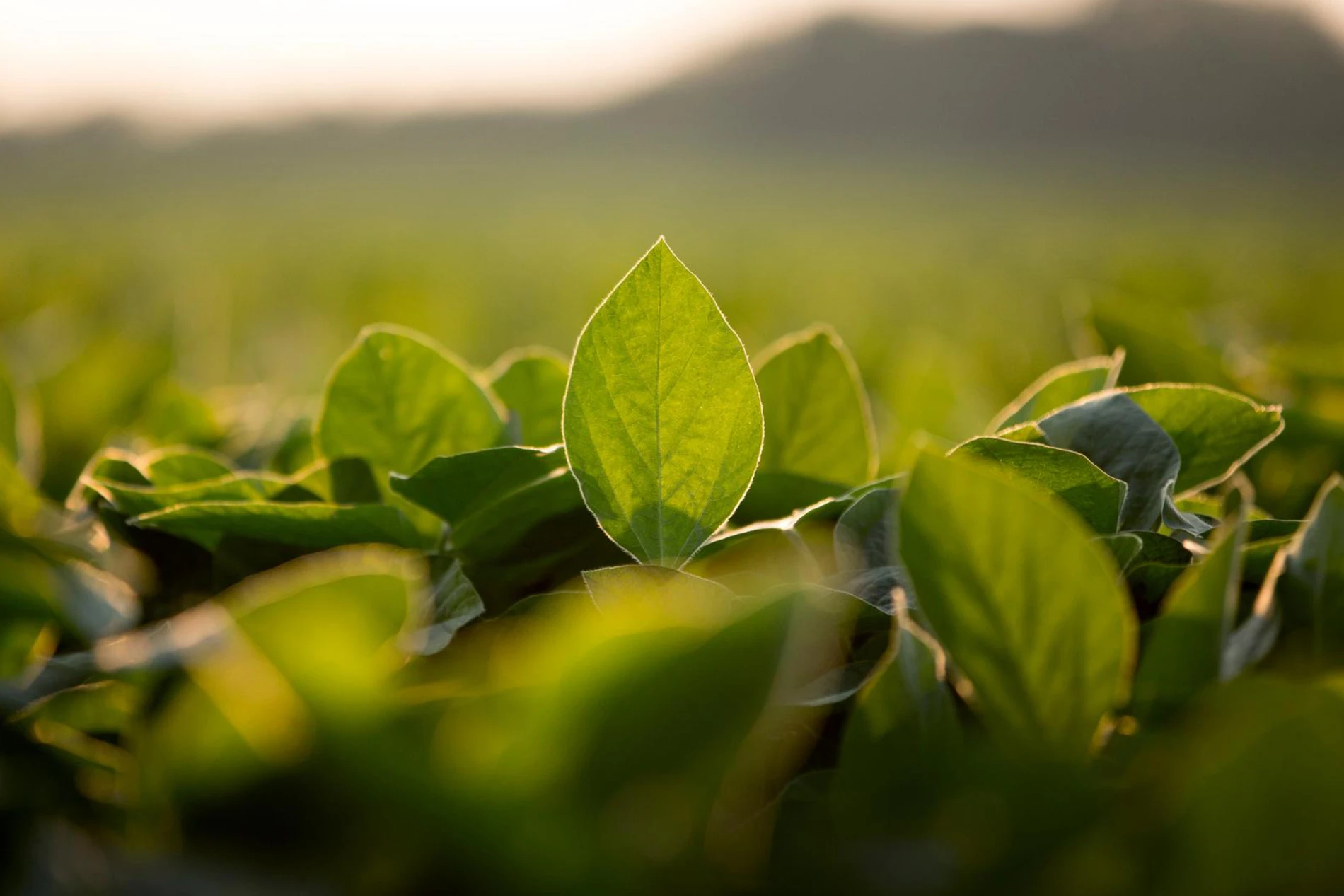 soybean field