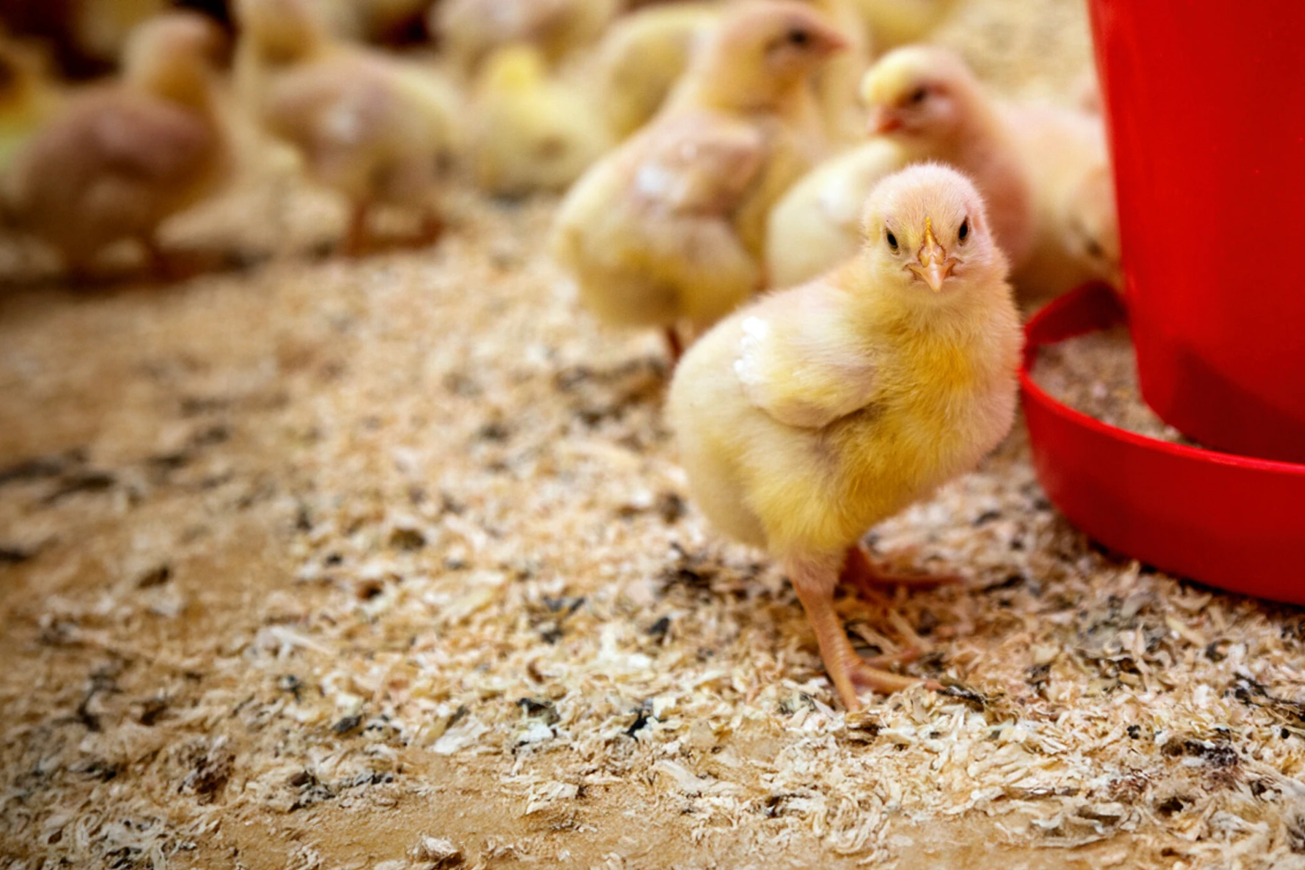 yellow chick feeding