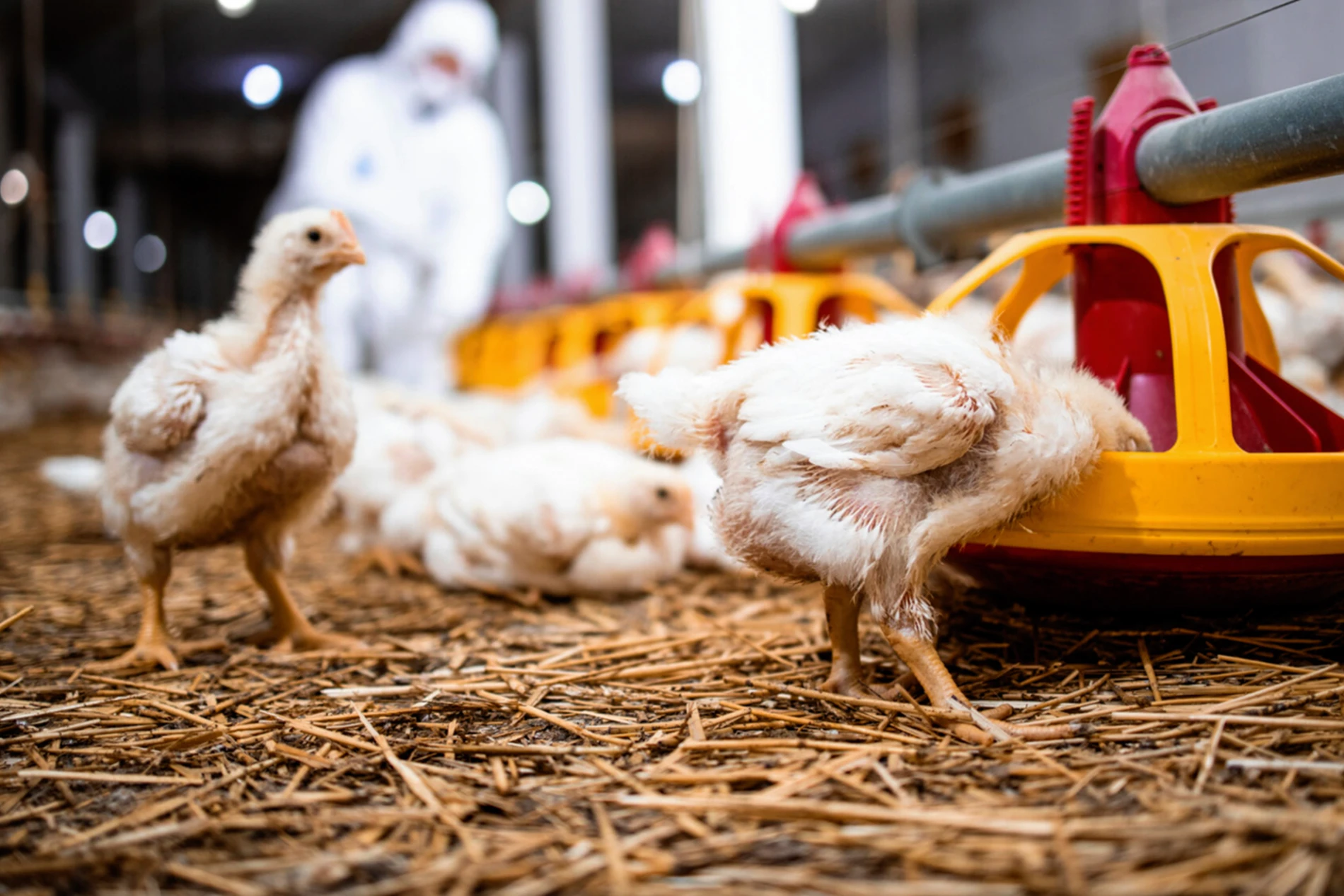 chicken feeding energy