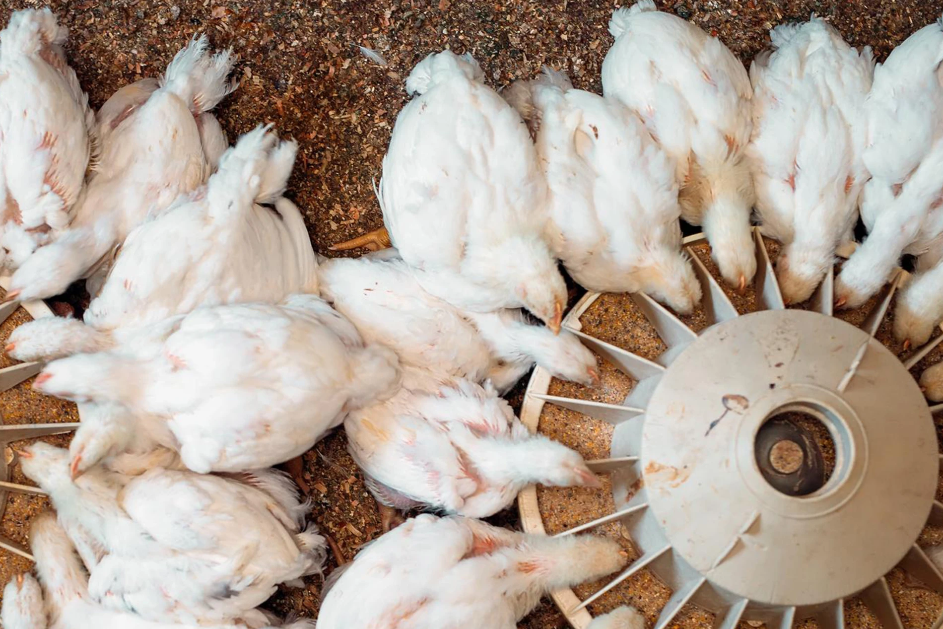 chicken feeding from above