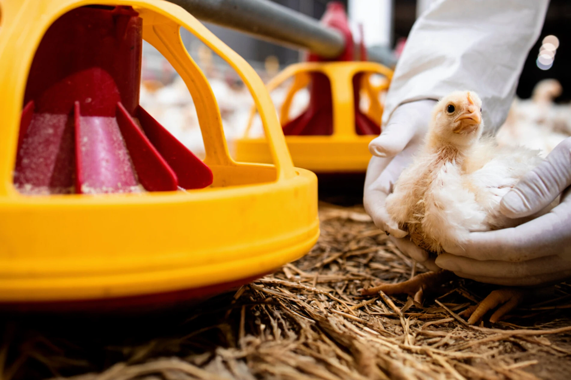 chicken in white gloves hand