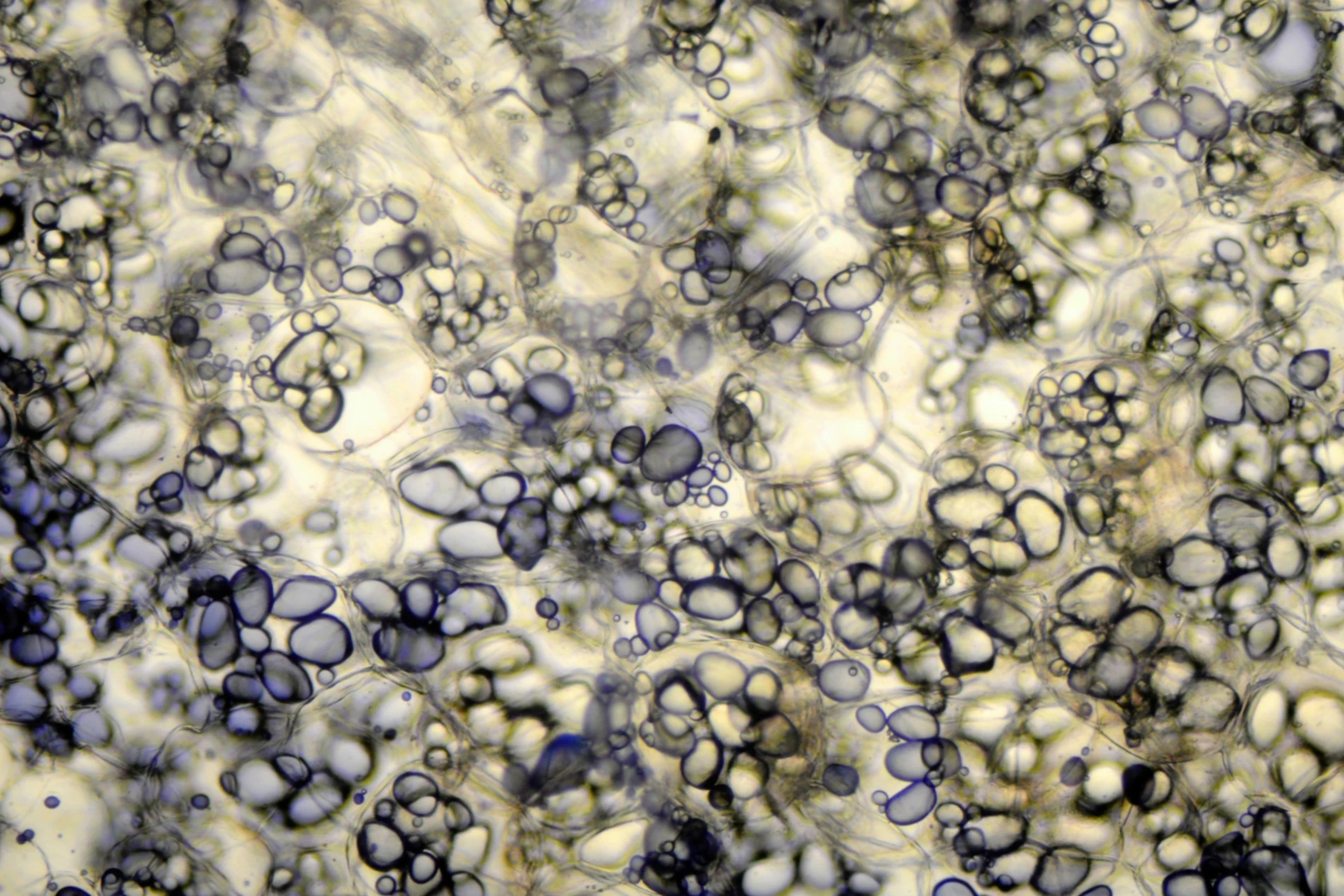 starch under microscope