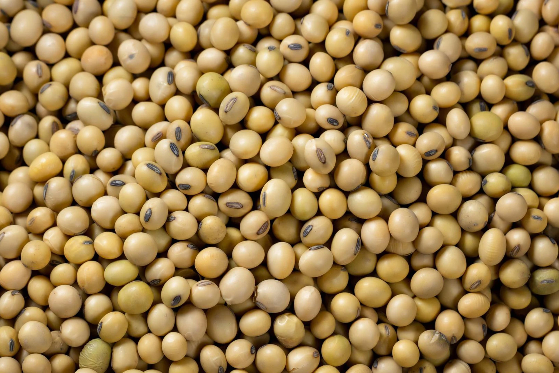 soybeans