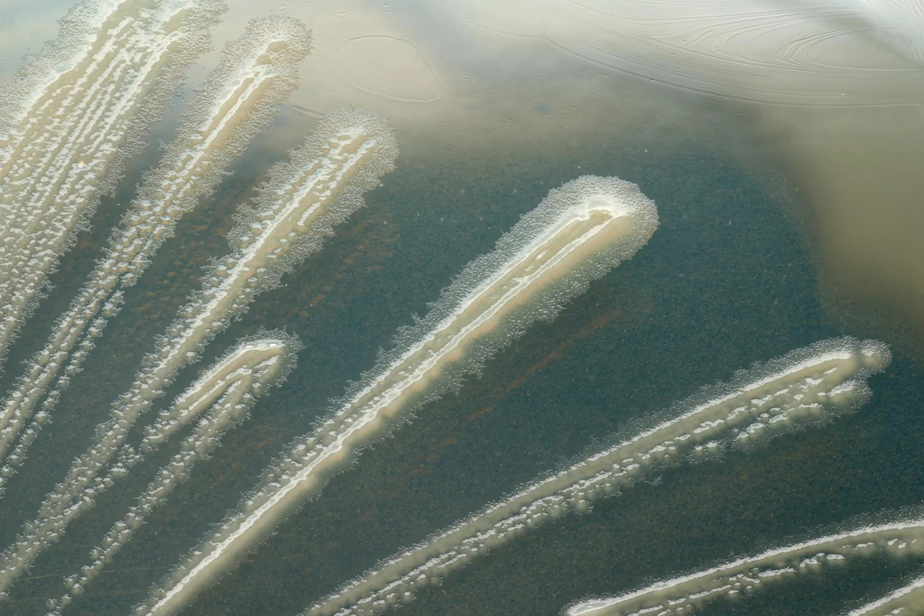 microscope microbial