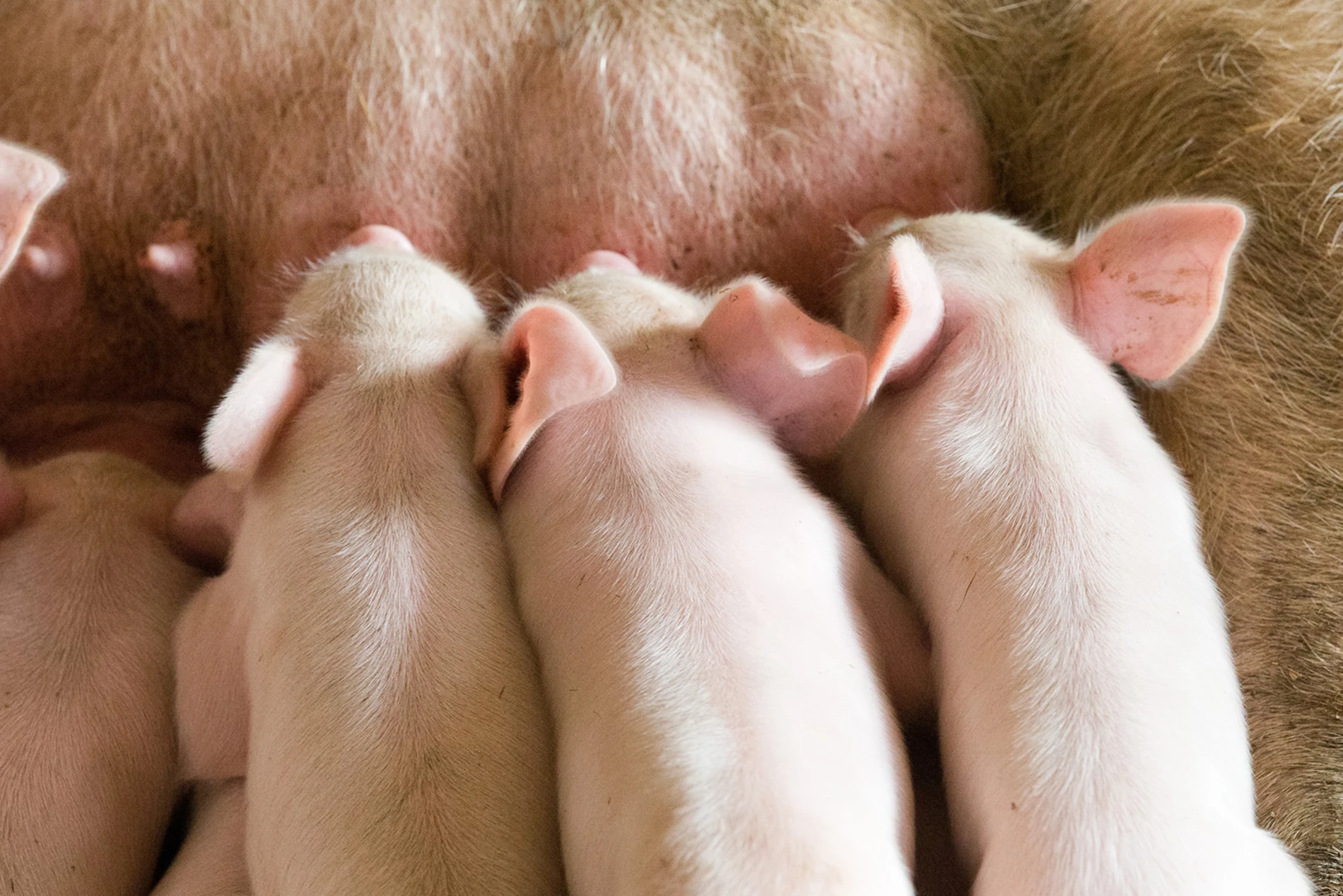 piglets feeding