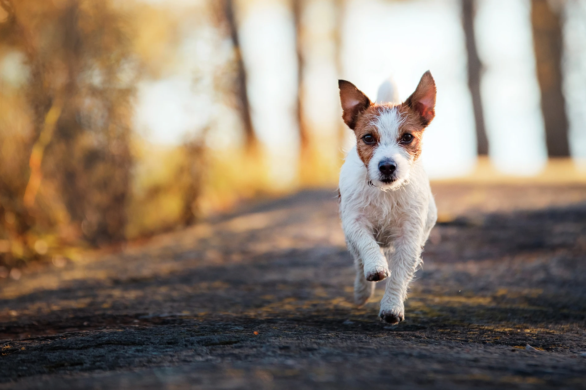 Pets Carousel Dog Running