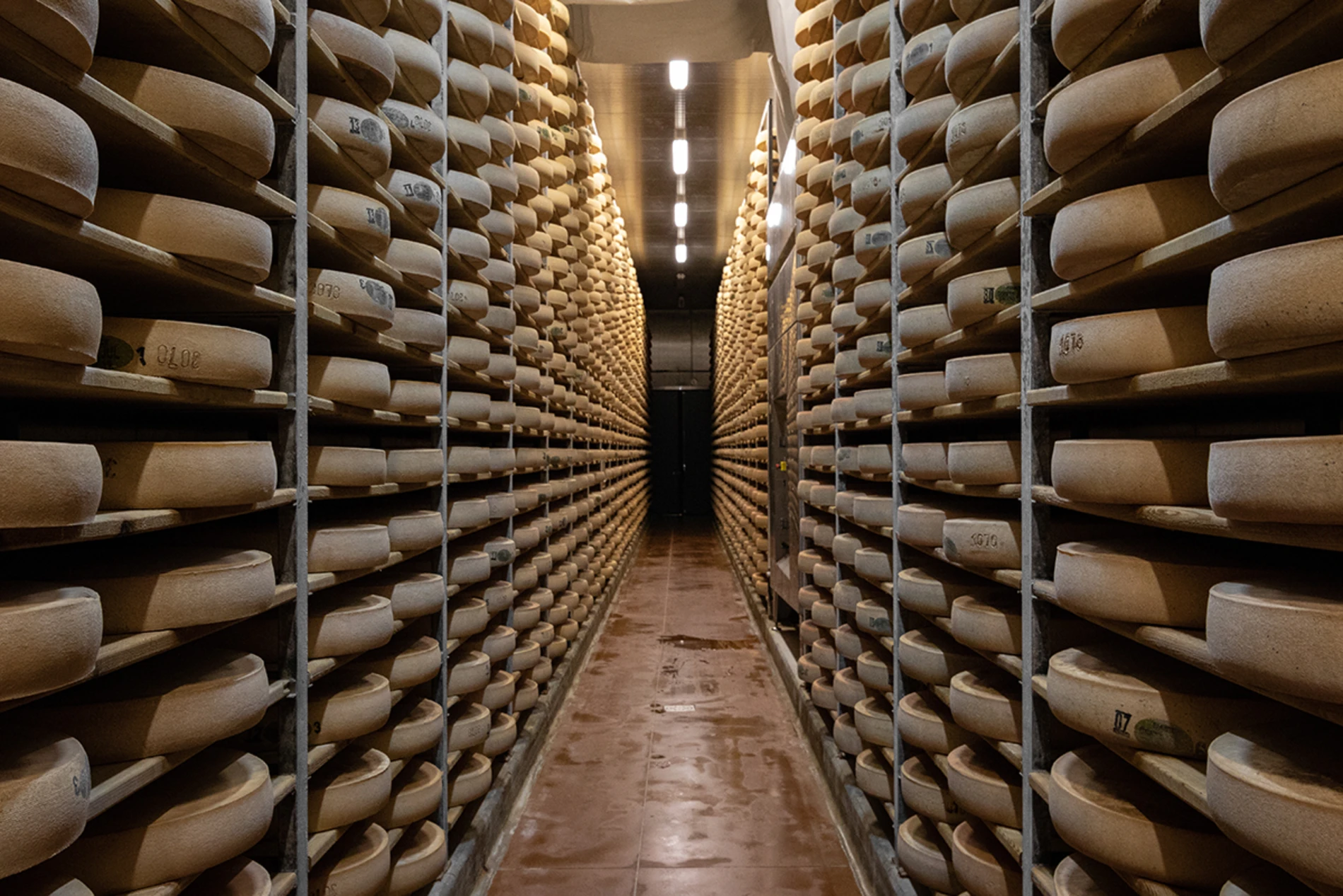 Cave de comté with wheels of comté cheese ripening on shelves stacked to the ceiling 