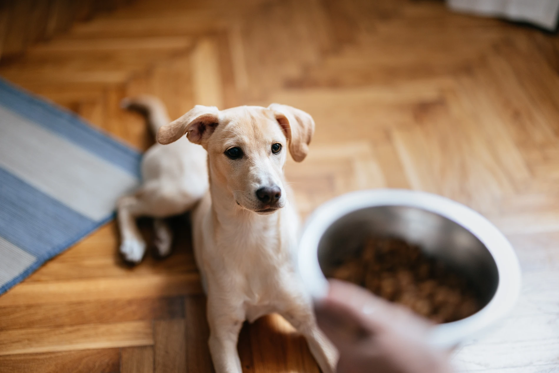 Close Up Photo Of Woman Hands Holding Bowl Of Granules For Her Dog