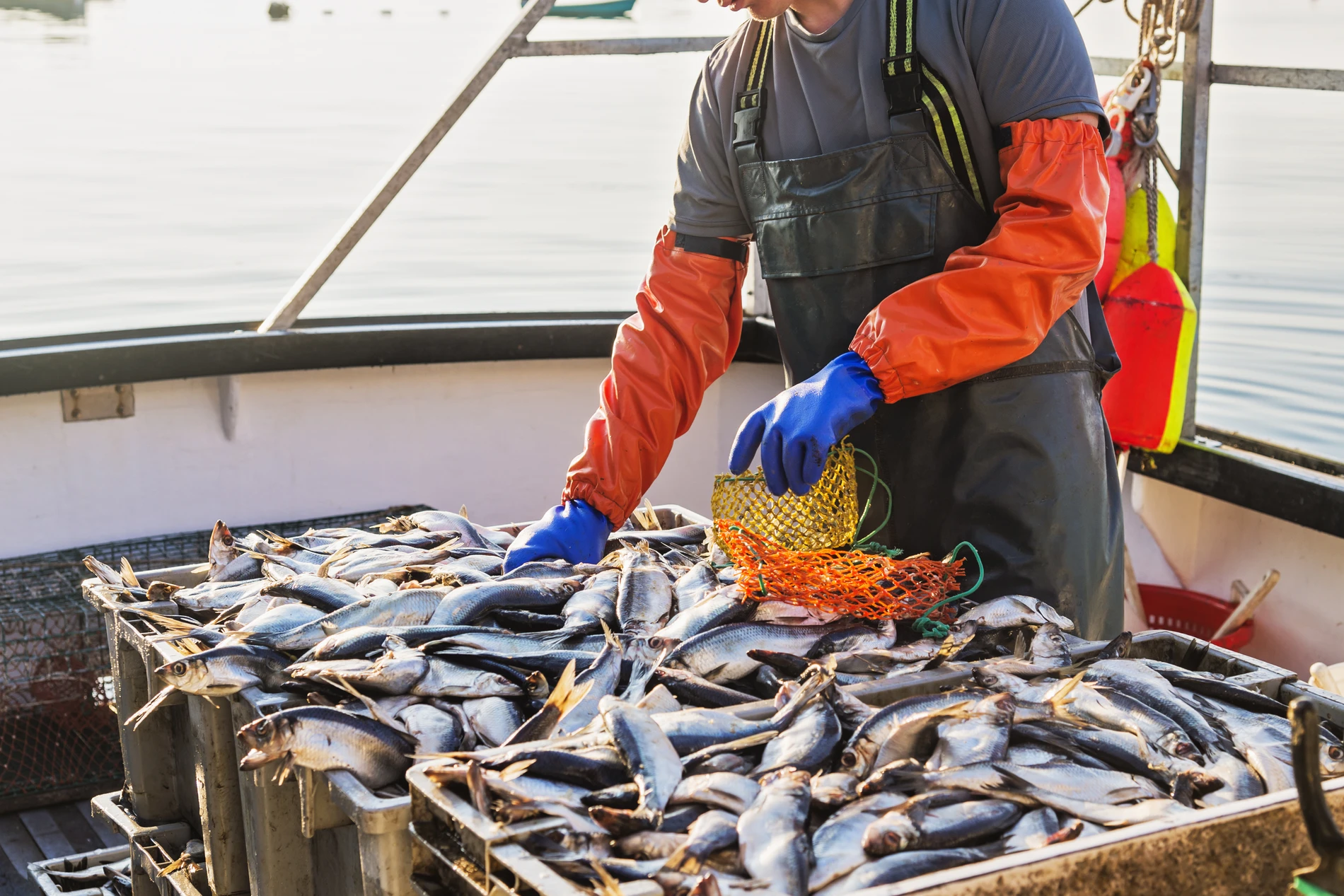 Fisherman packing fish
