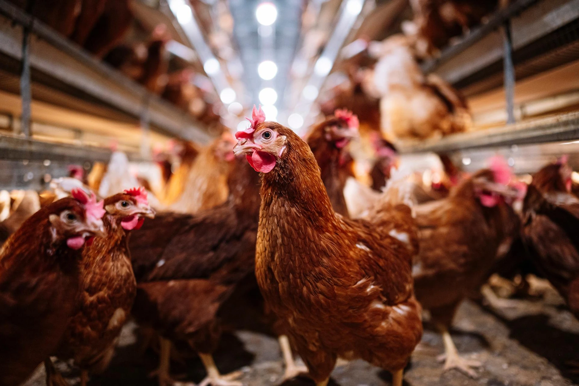 Indoor farm of hens that lay eggs