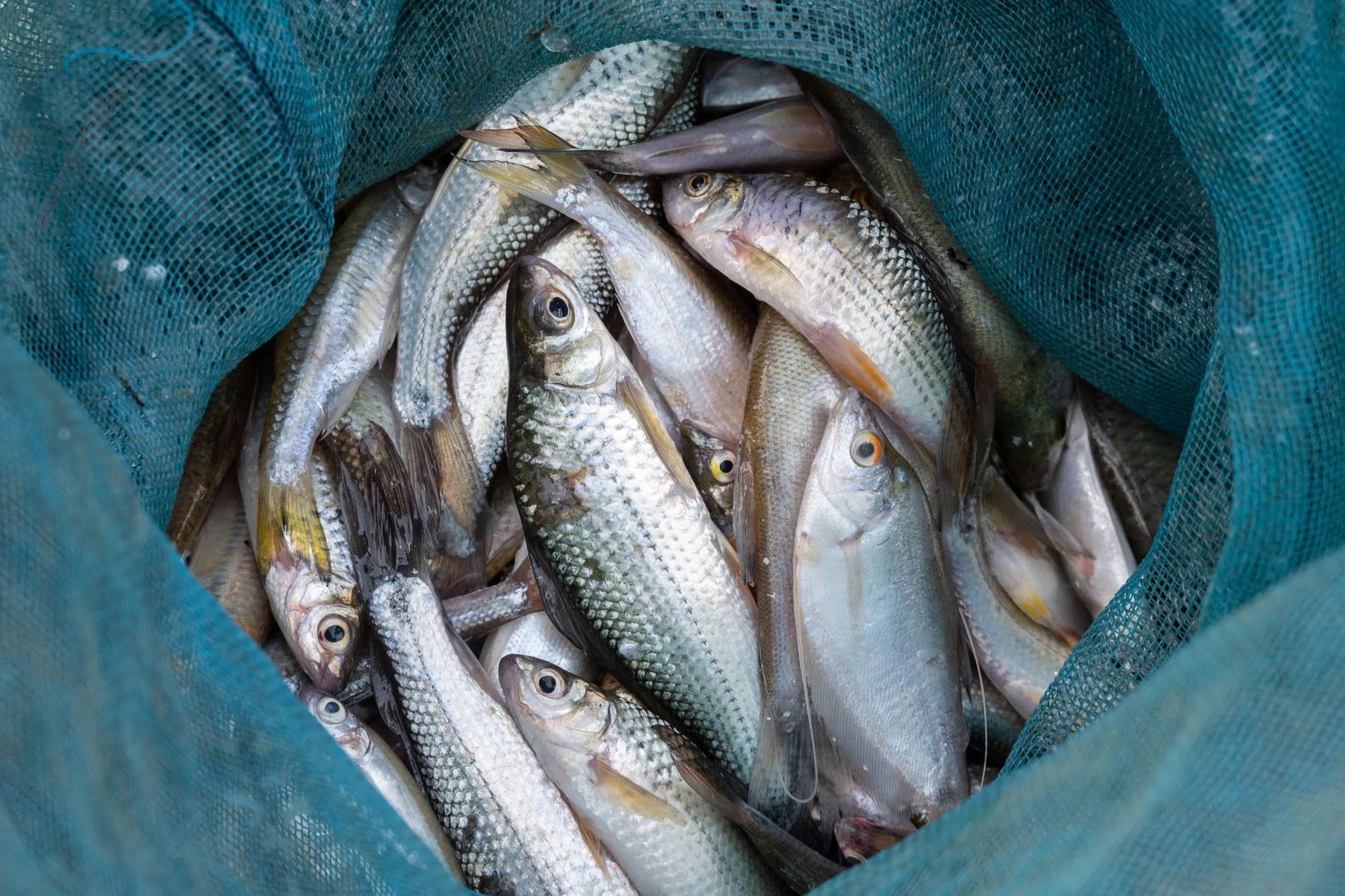 a bag full of fishes