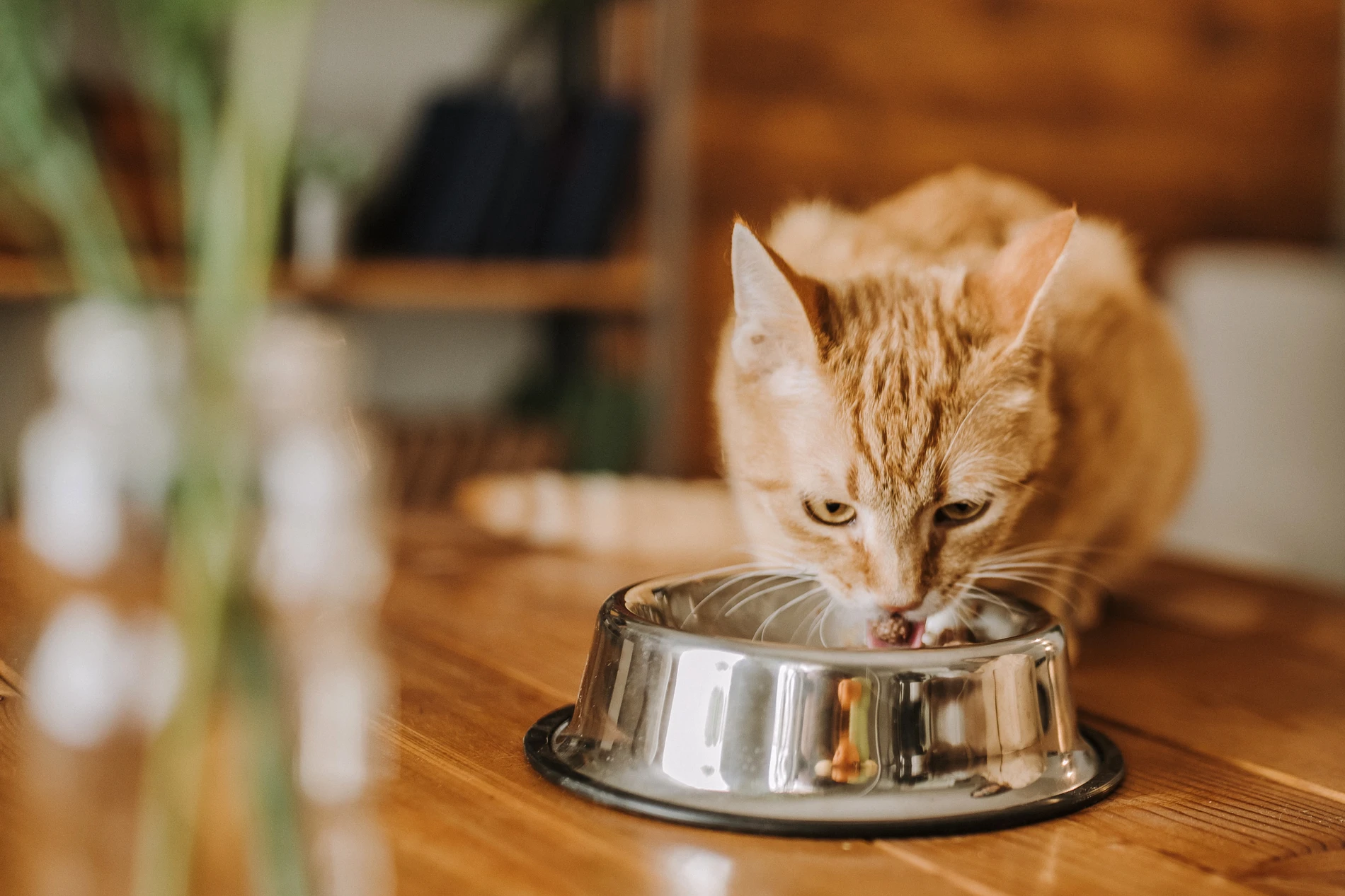 A small orange haired cat eating food