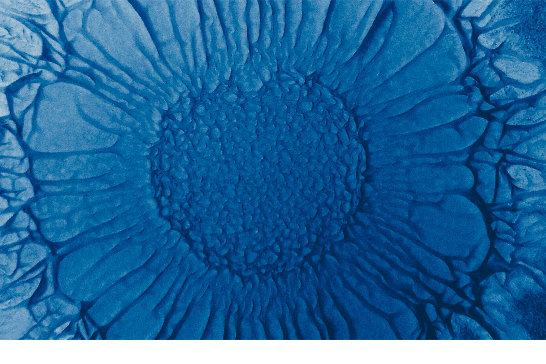 Novonesis proprietary bacterial strains