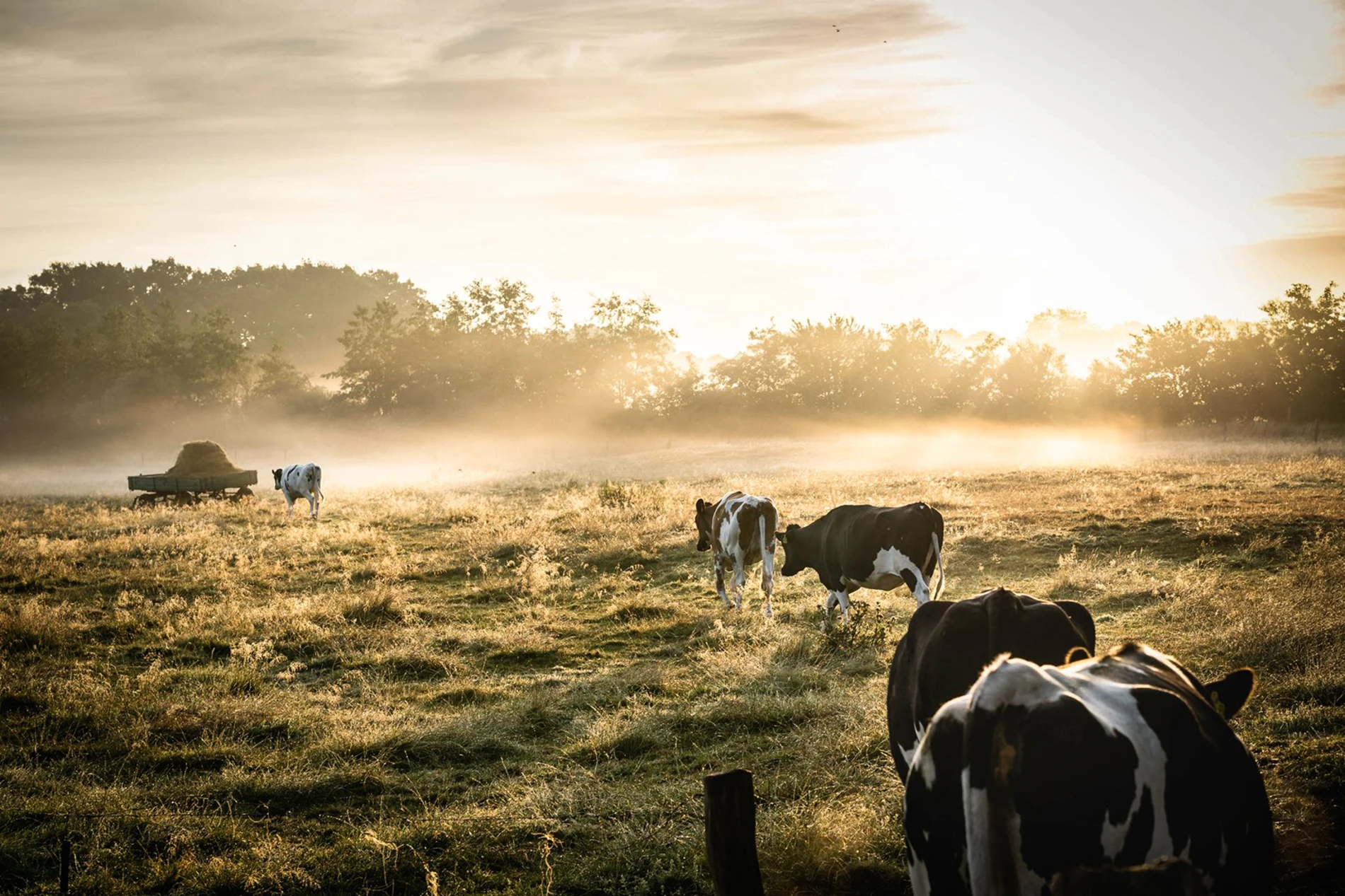 Cows in a field during sunrise with mist and trees in the background