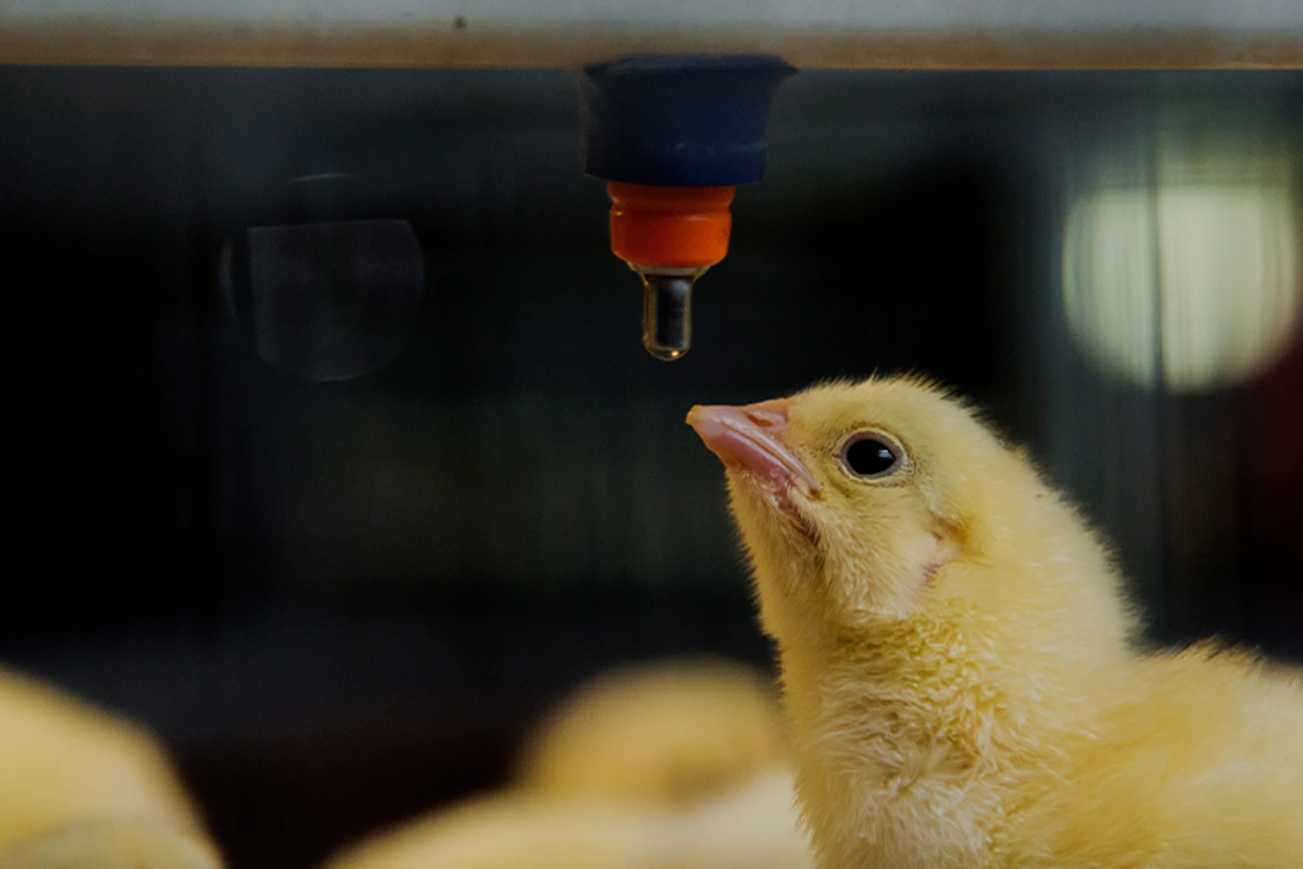 small chickens in farm close up