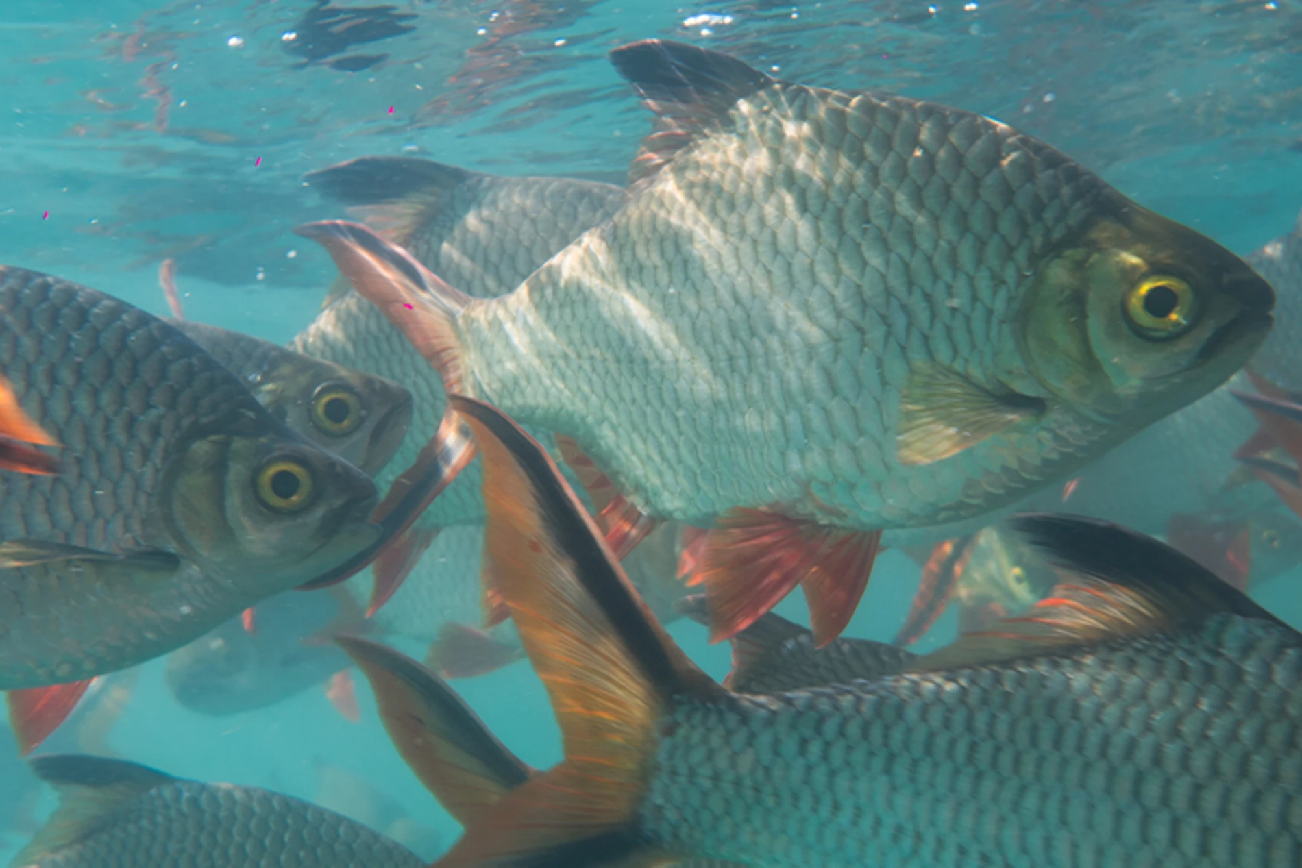 fish swimming in the sea