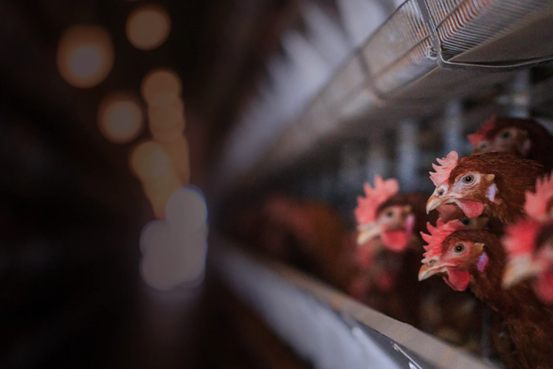 close up of chickens in farm