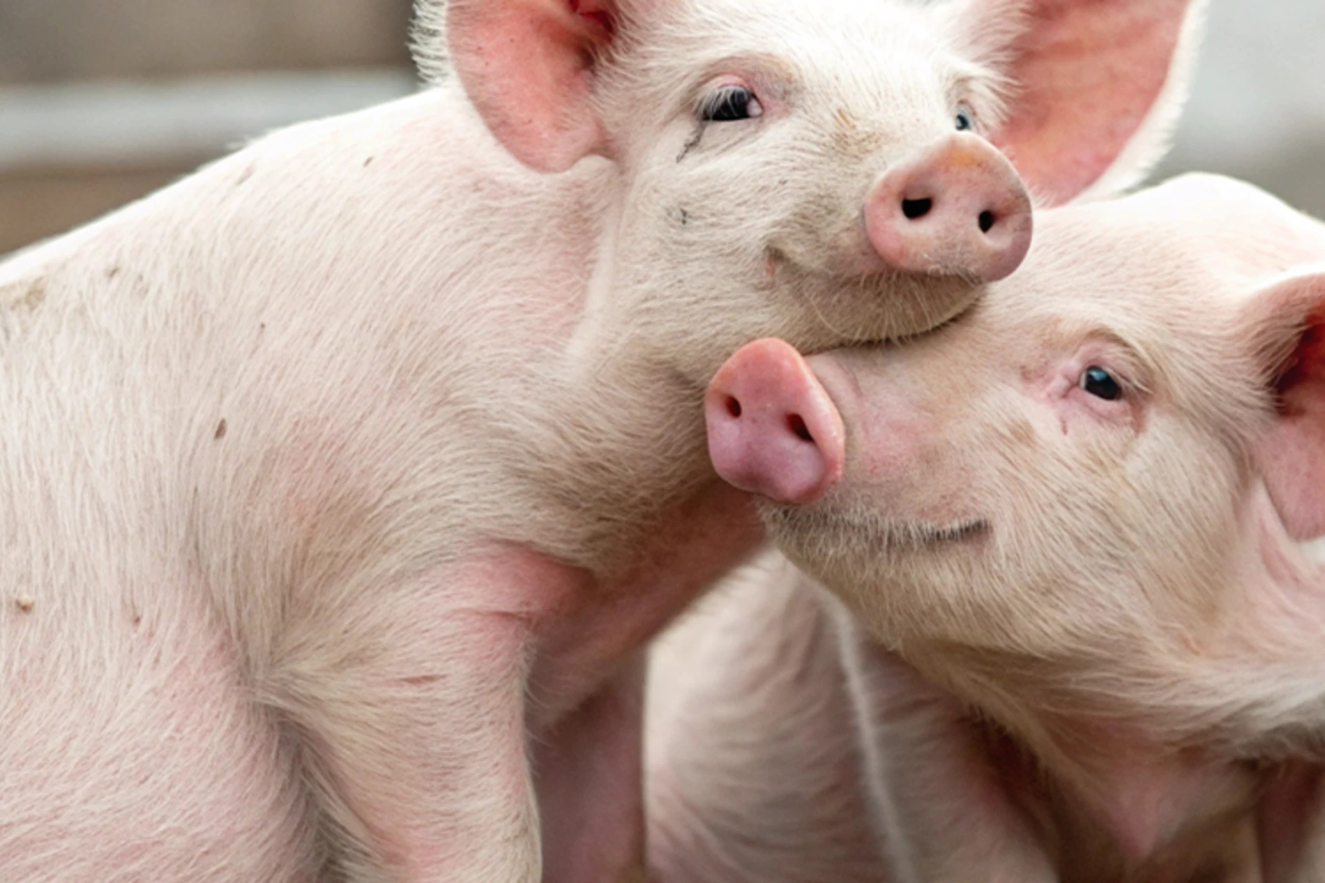 2 pigs playing together