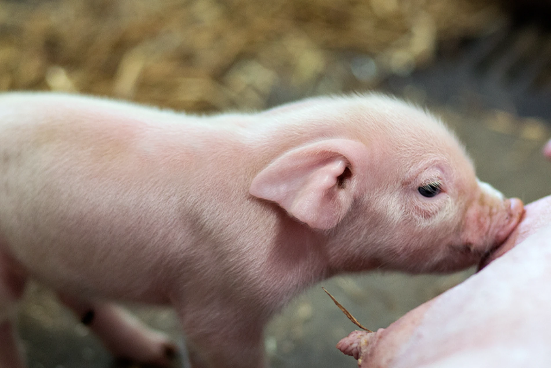 piglet being fed by female pig