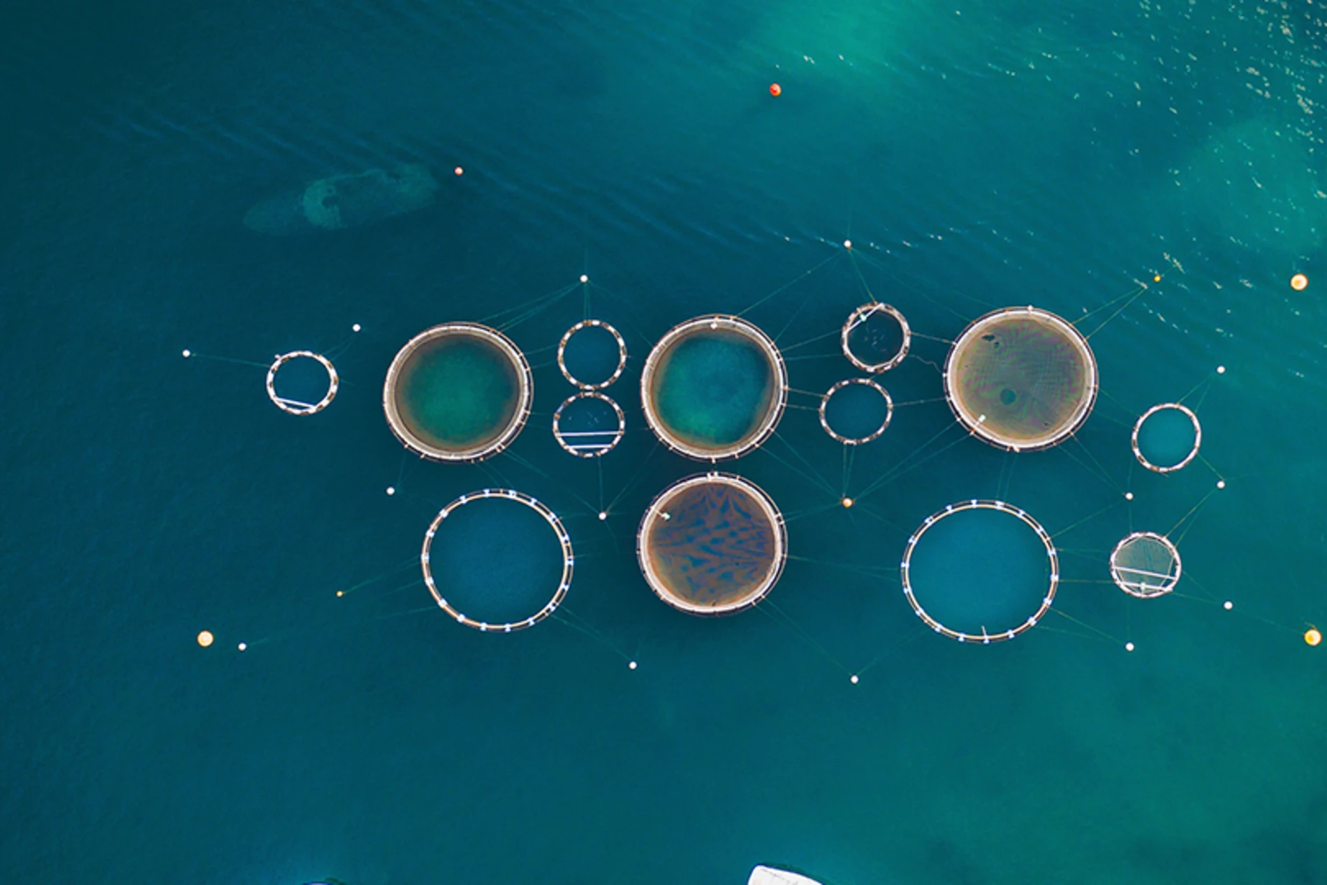 fishing pond in aquaculture