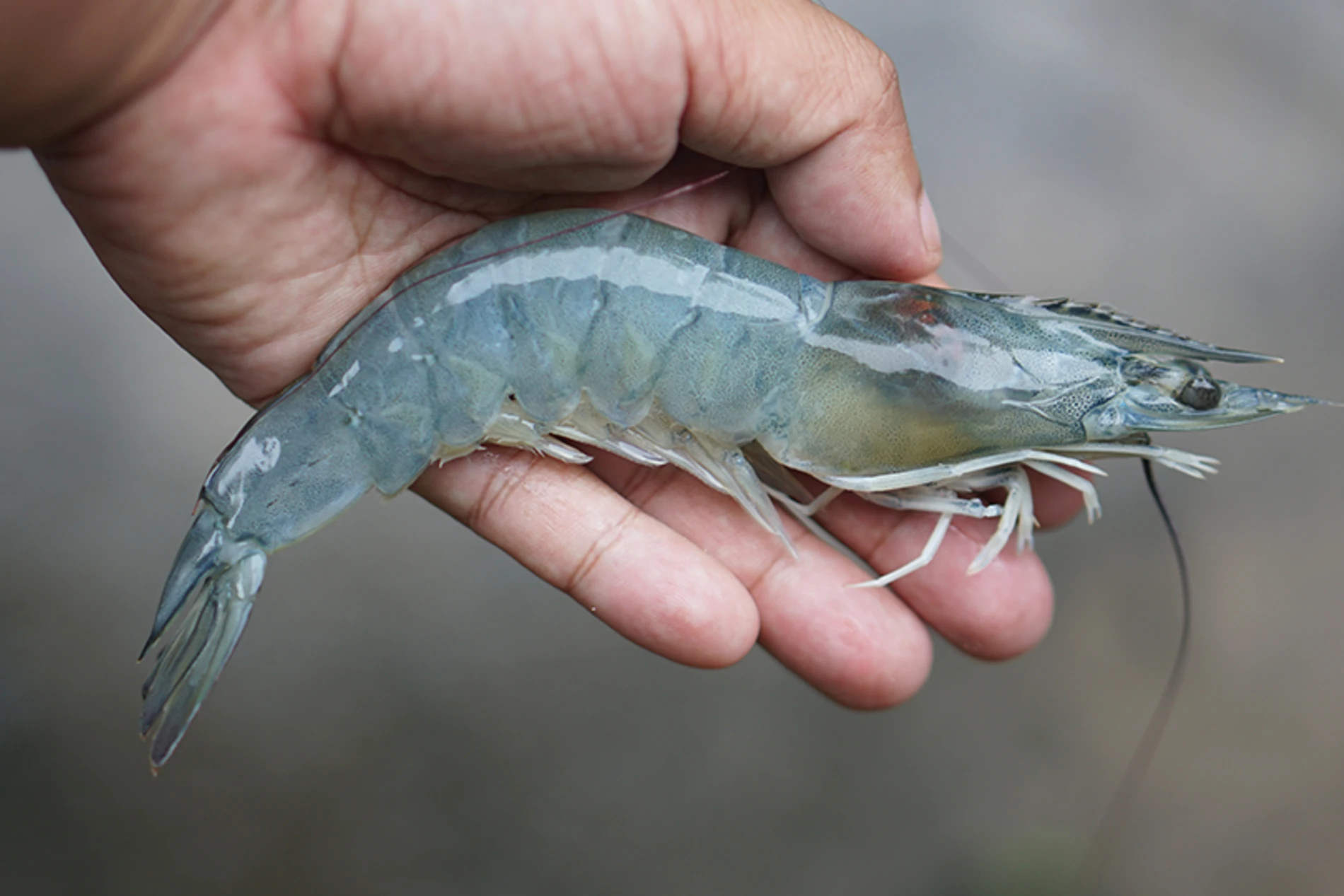 hand holding shrimp