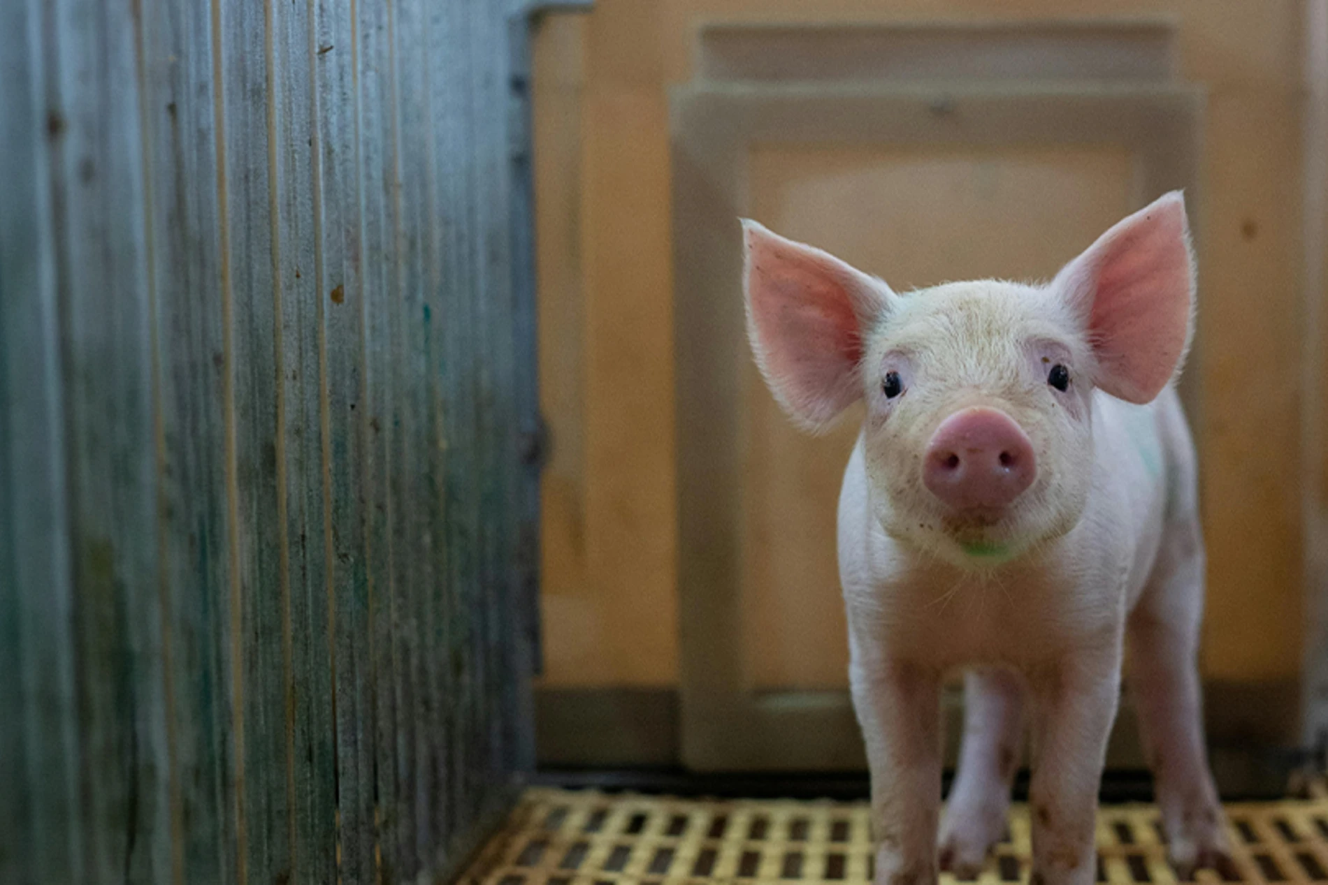 pig walking out from the farm