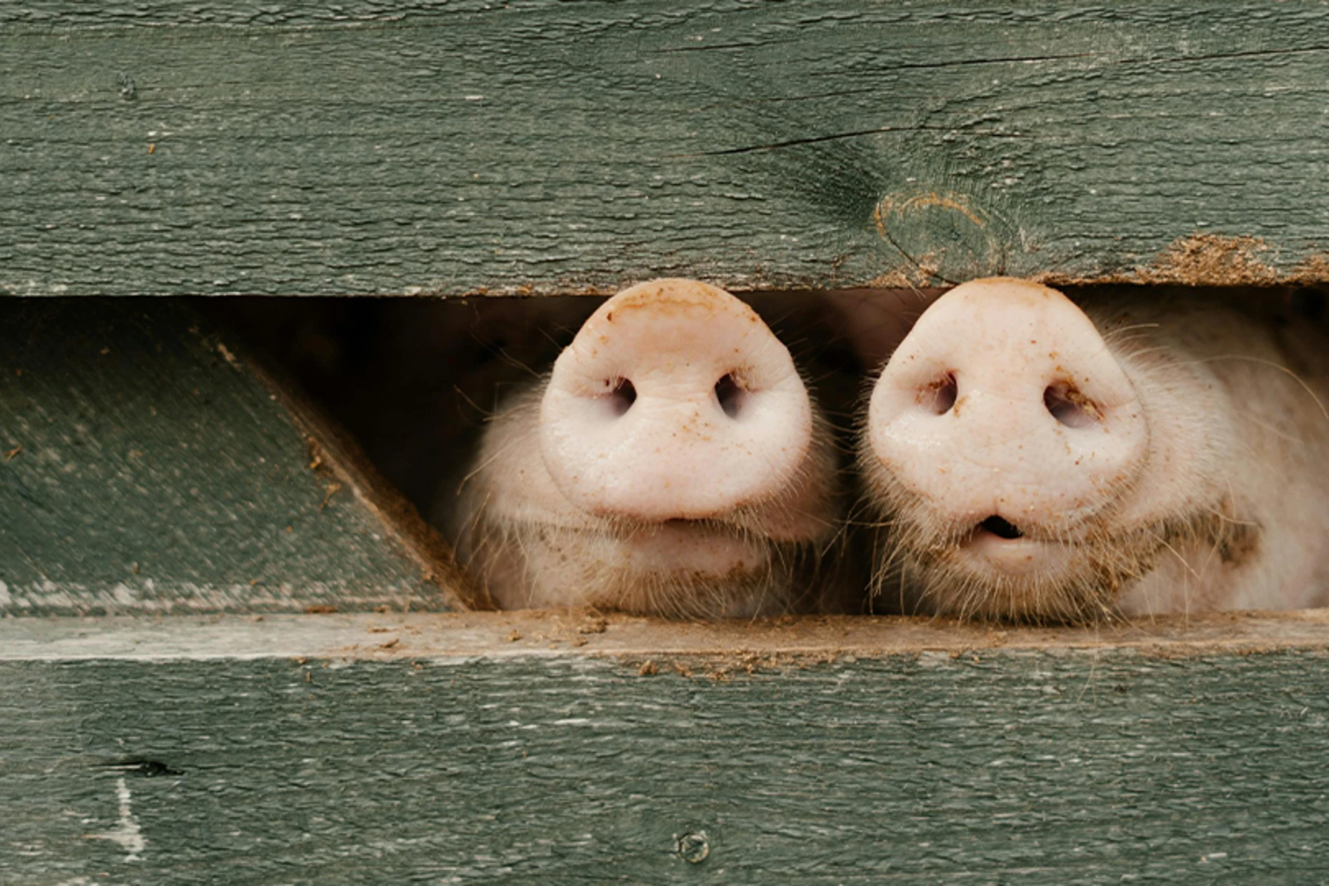 pig noses showing out from the fence