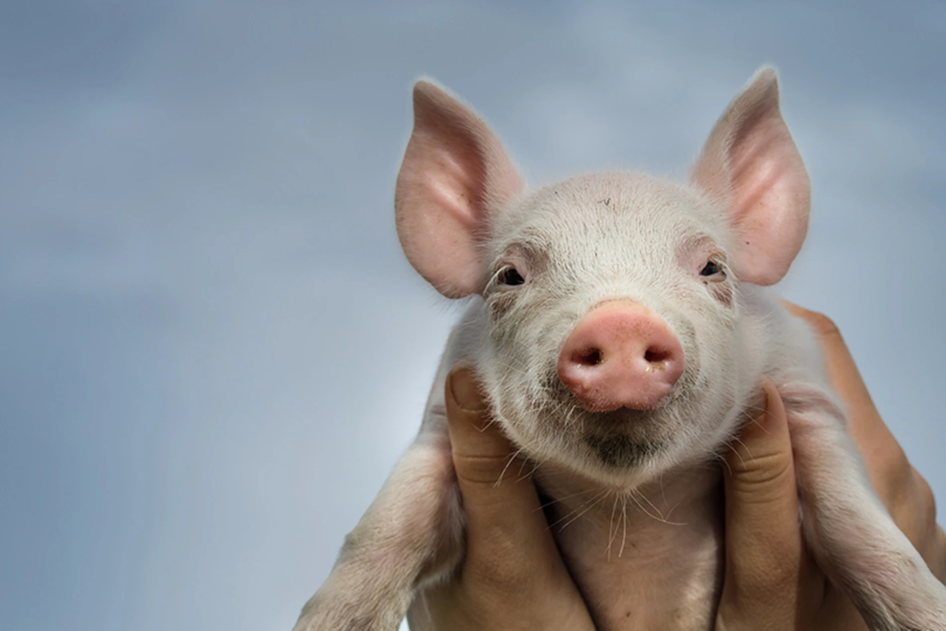 hands holding a piglet
